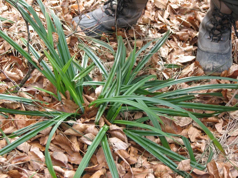 Warum selber sammeln?