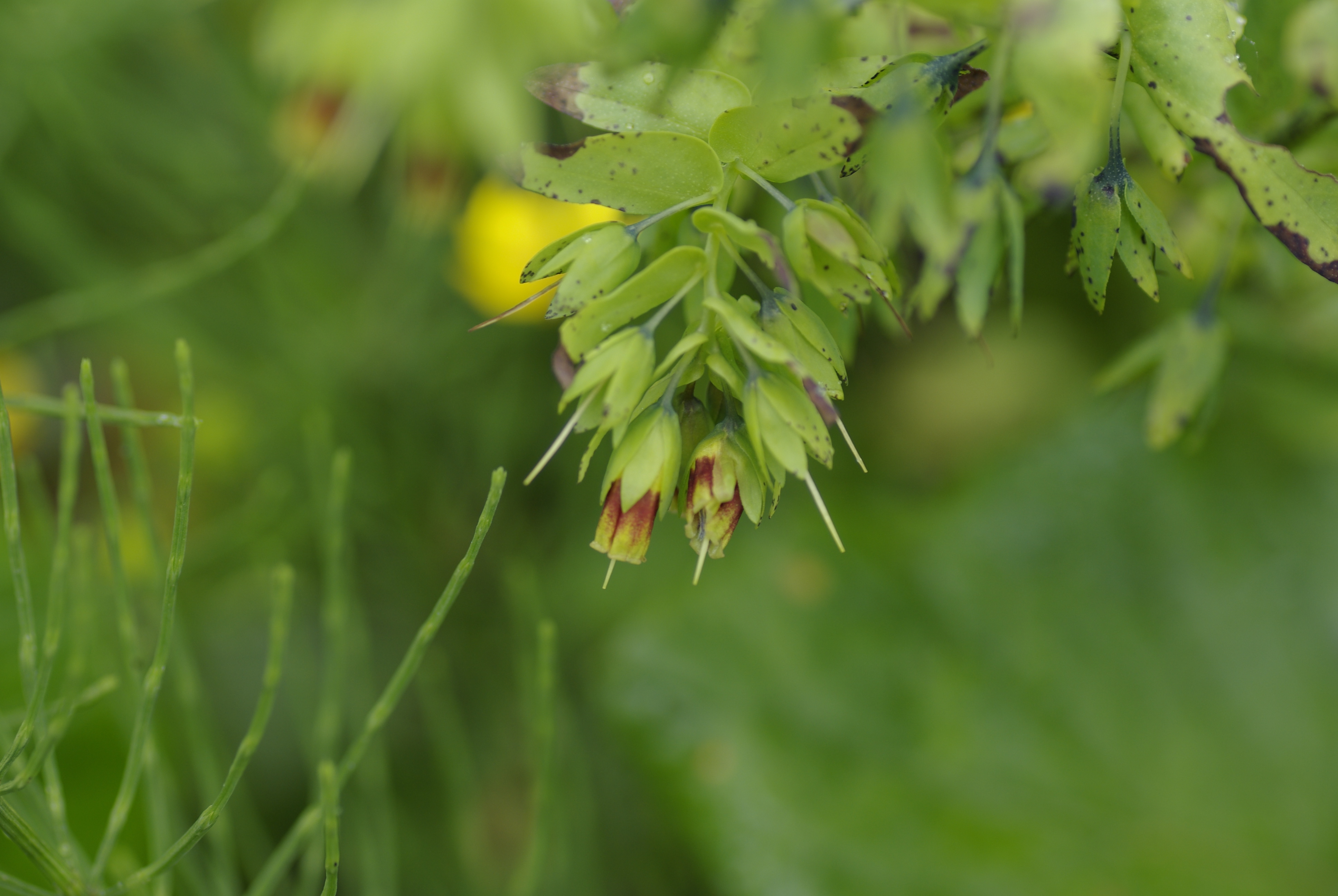 Alpenwachsblume