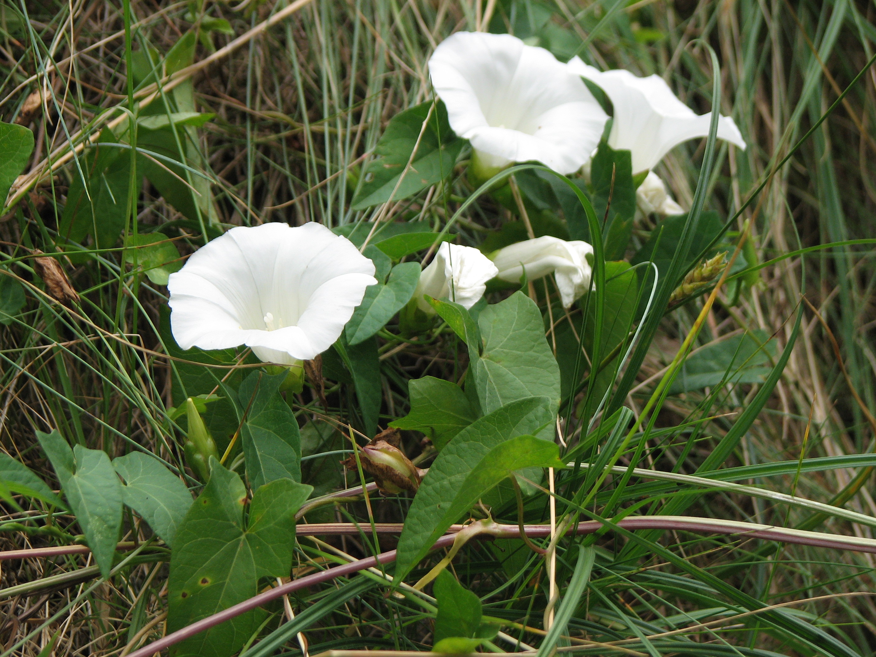 Zaunwinde