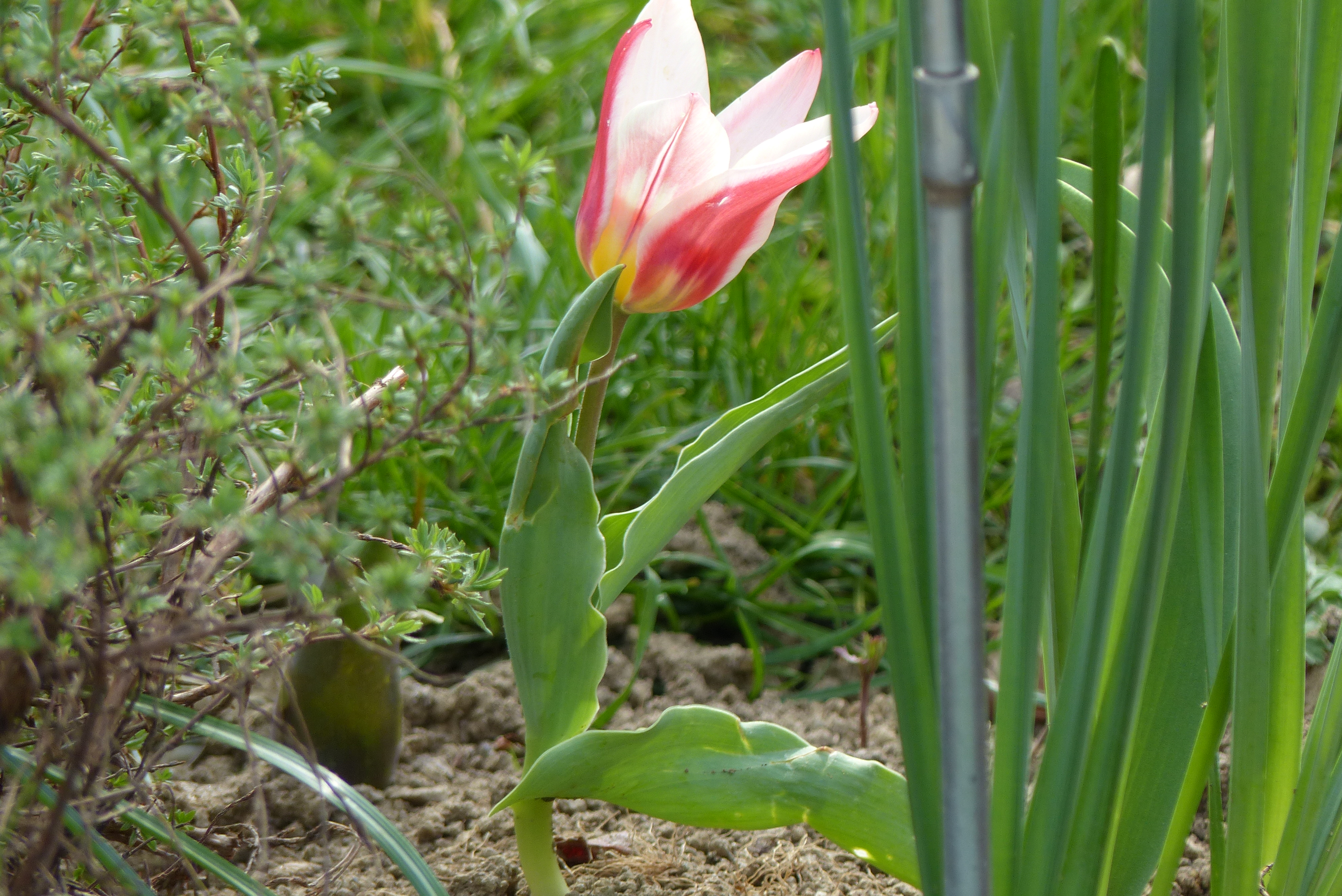Botanische Tulpen