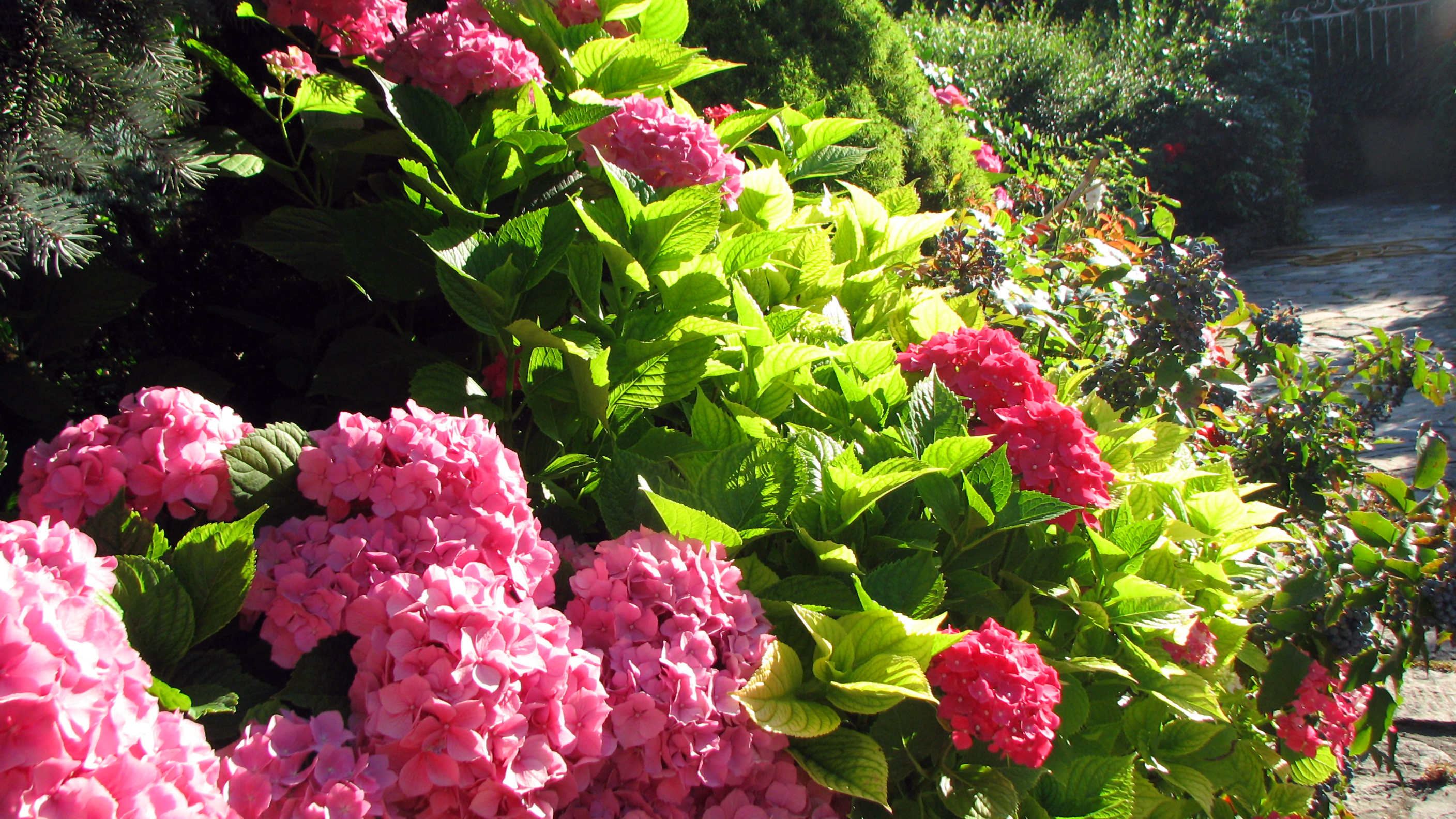 Bauernhortensie