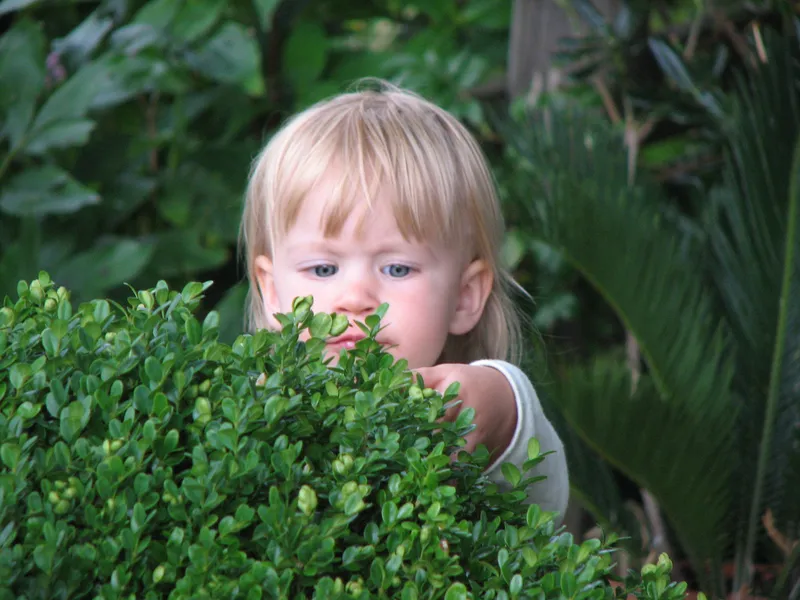 Kinder und Giftpflanzen