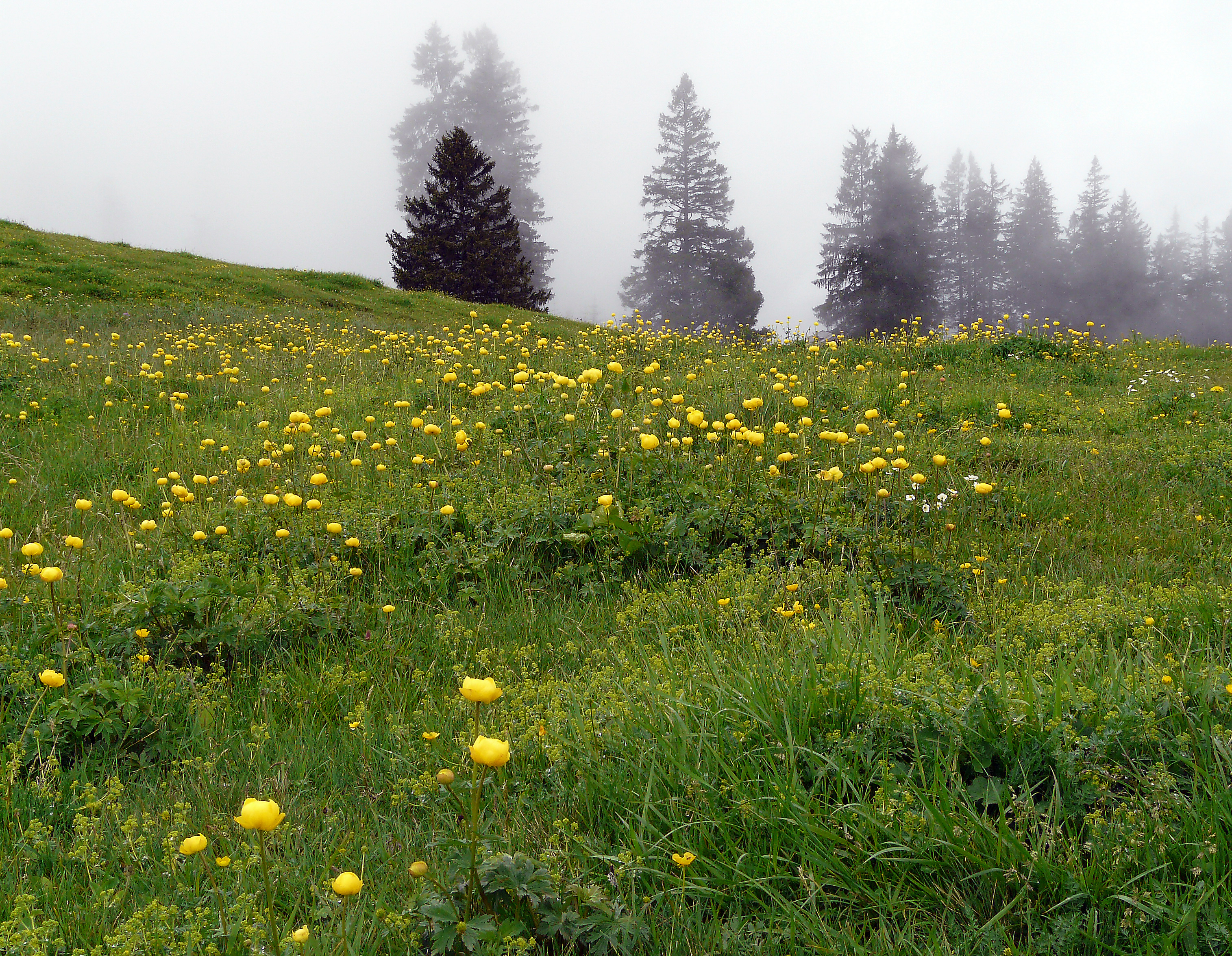 Trollblume