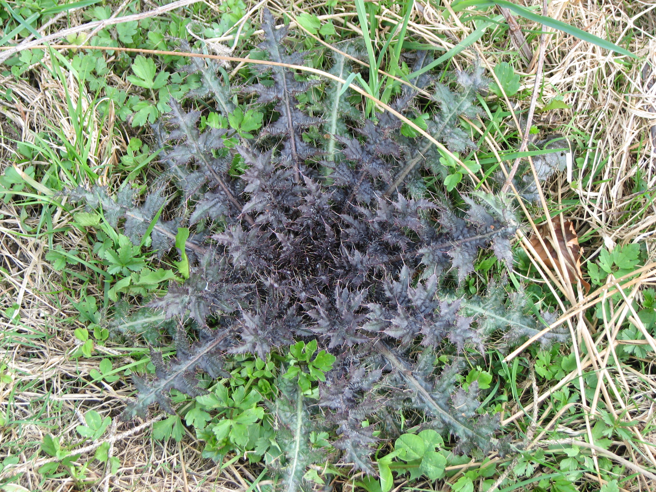 Sumpfkratzdistel