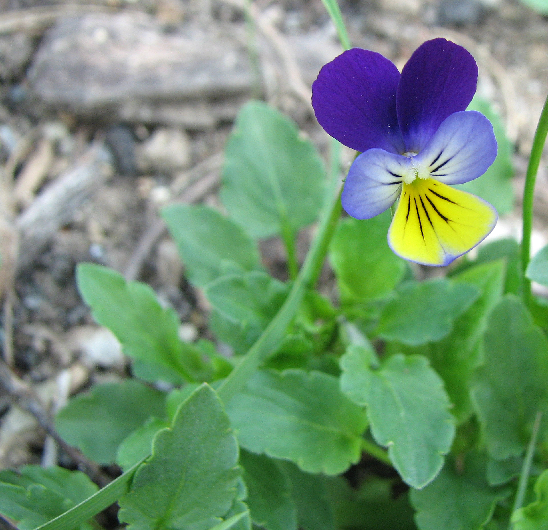 Wildes Stiefmütterchen