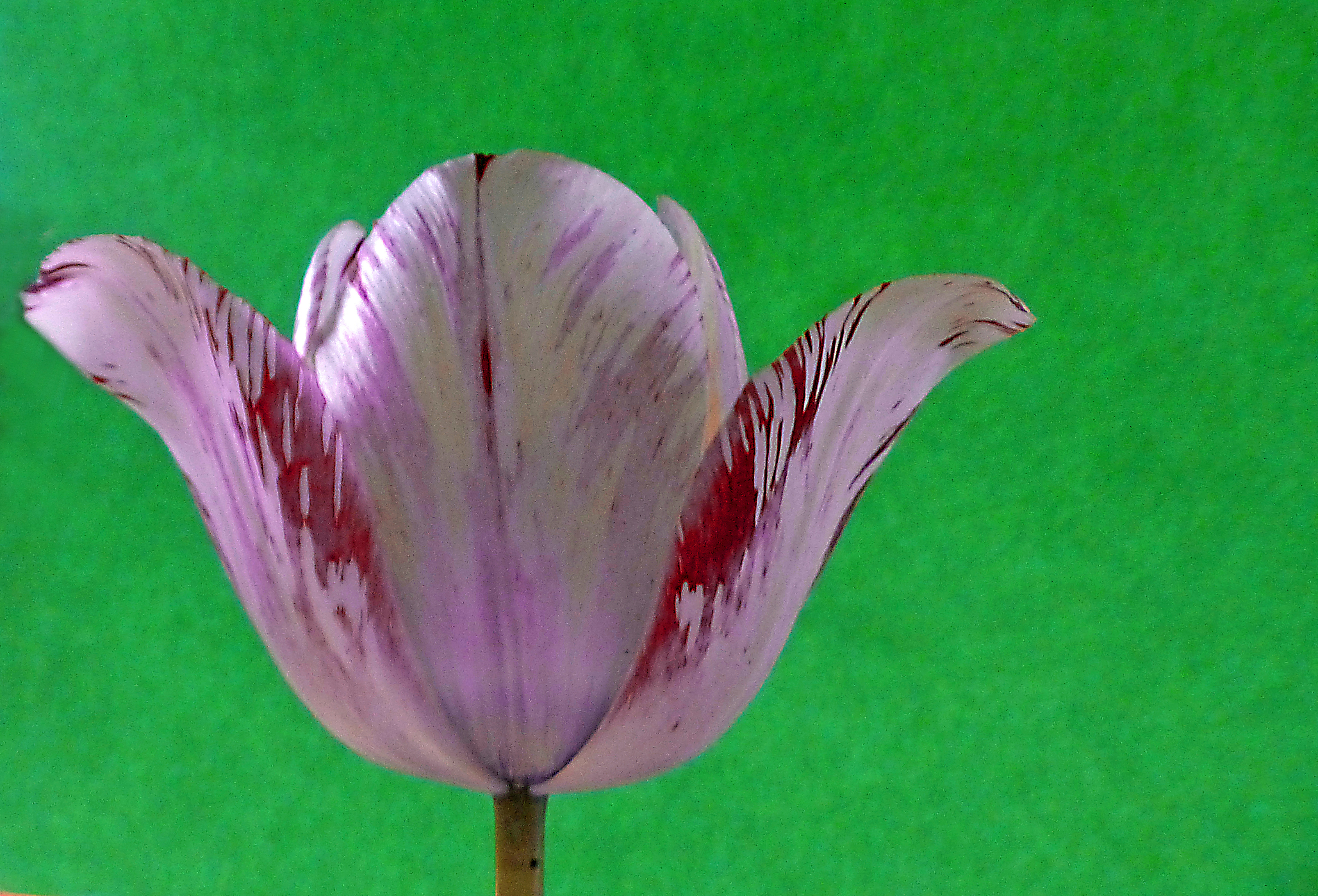 Gartentulpe