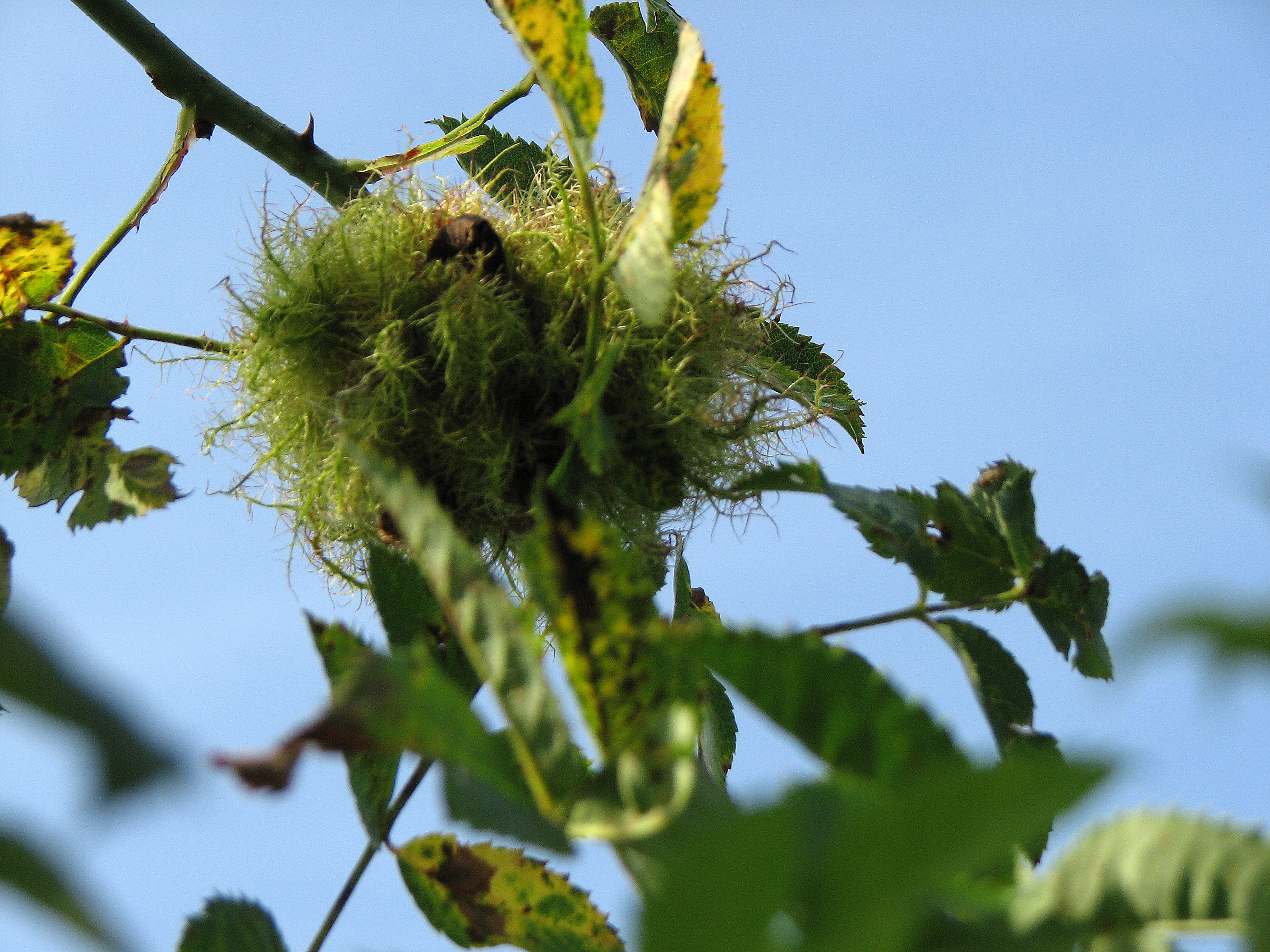 Weinrose-Wildrose