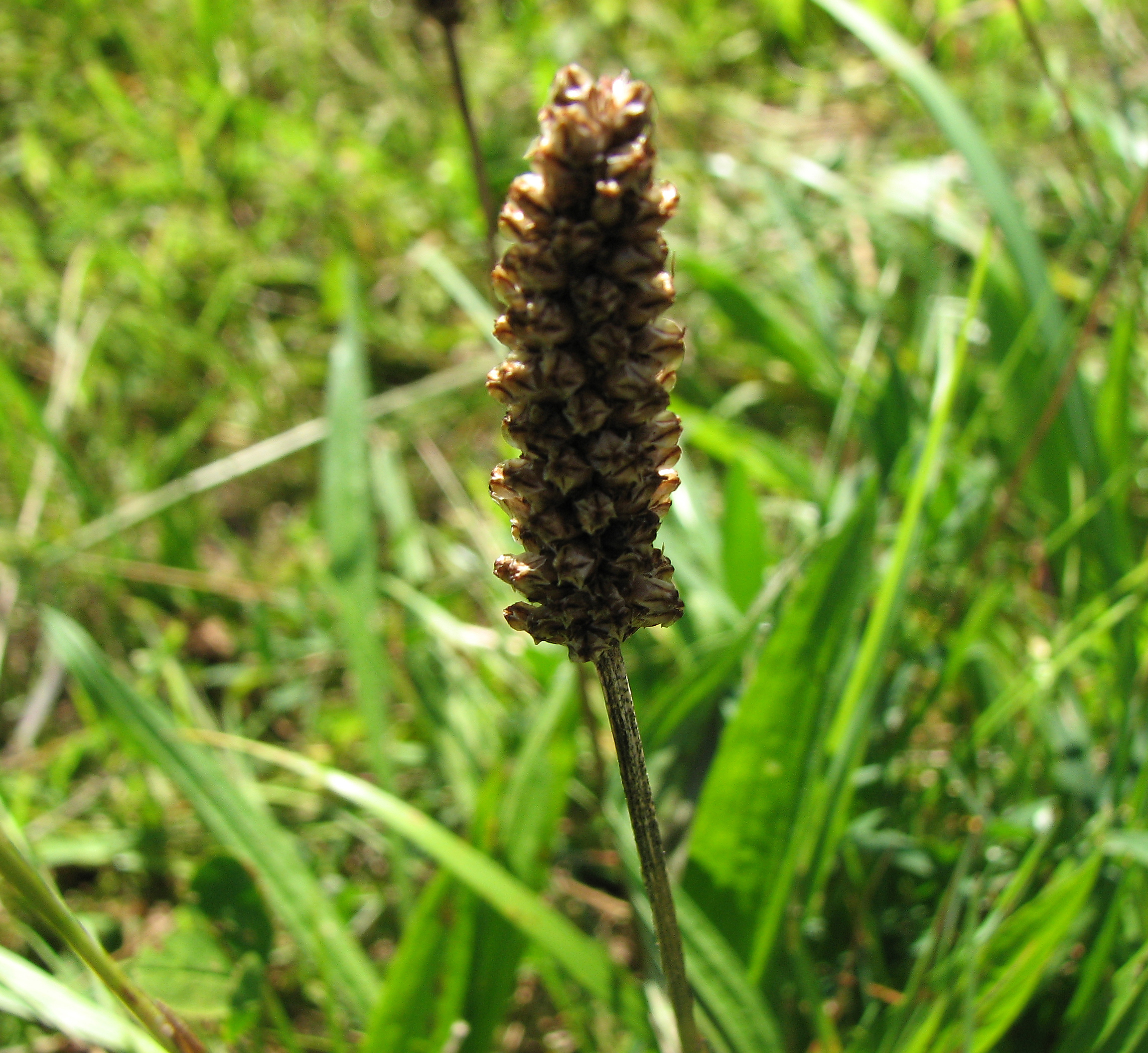 Spitzwegerich