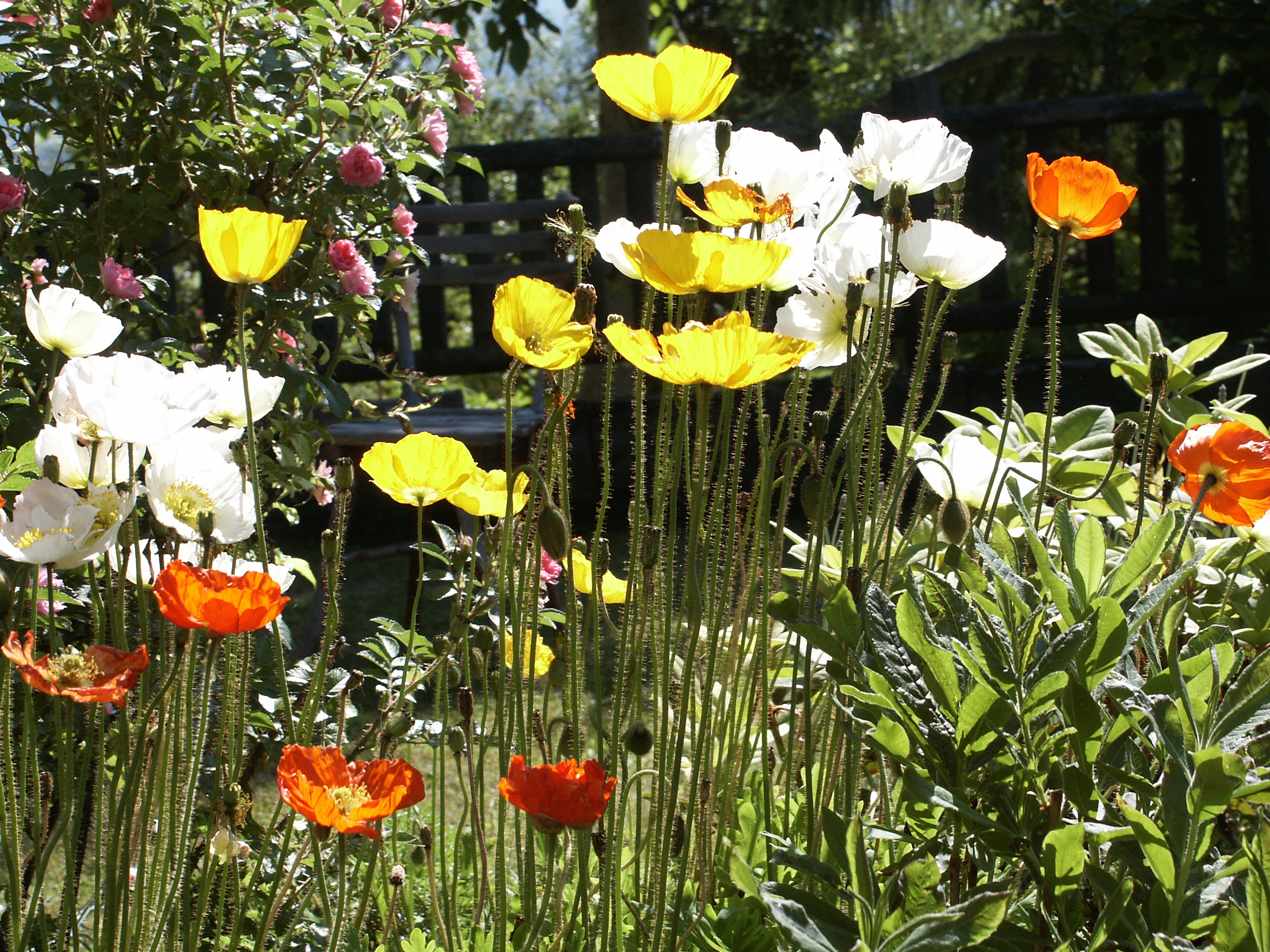 Islandmohn