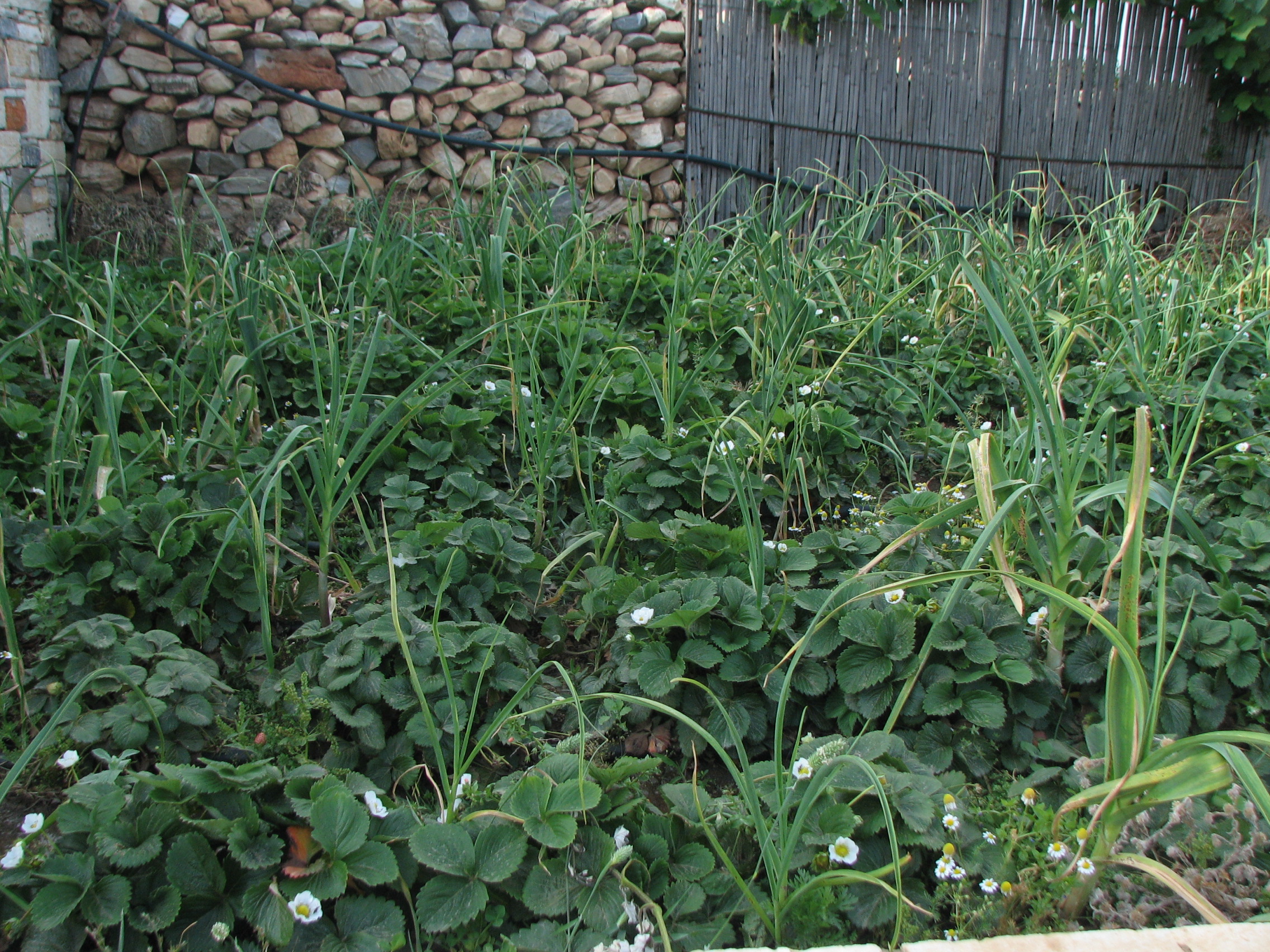 Gartenerdbeere