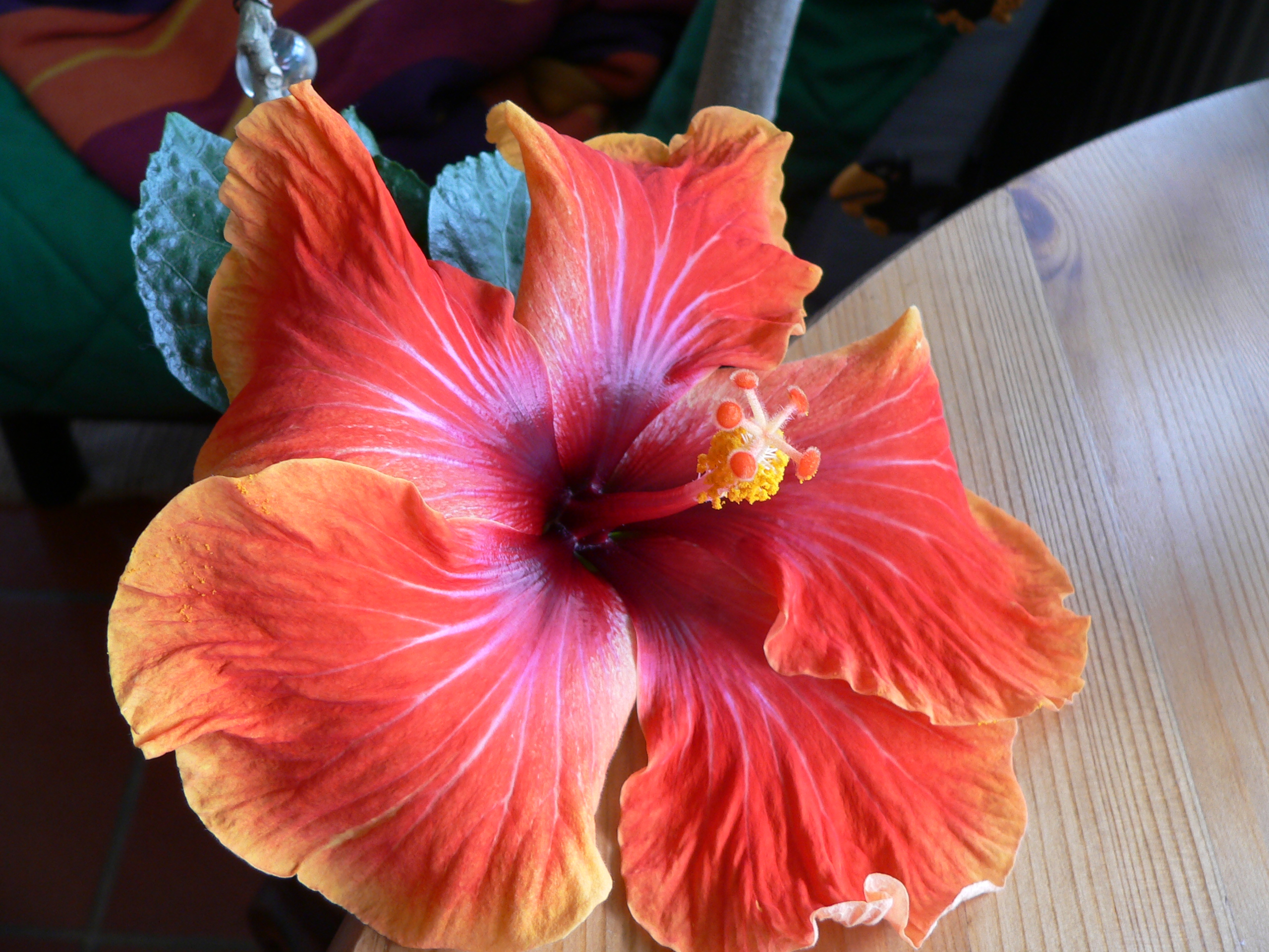 Hibiskus