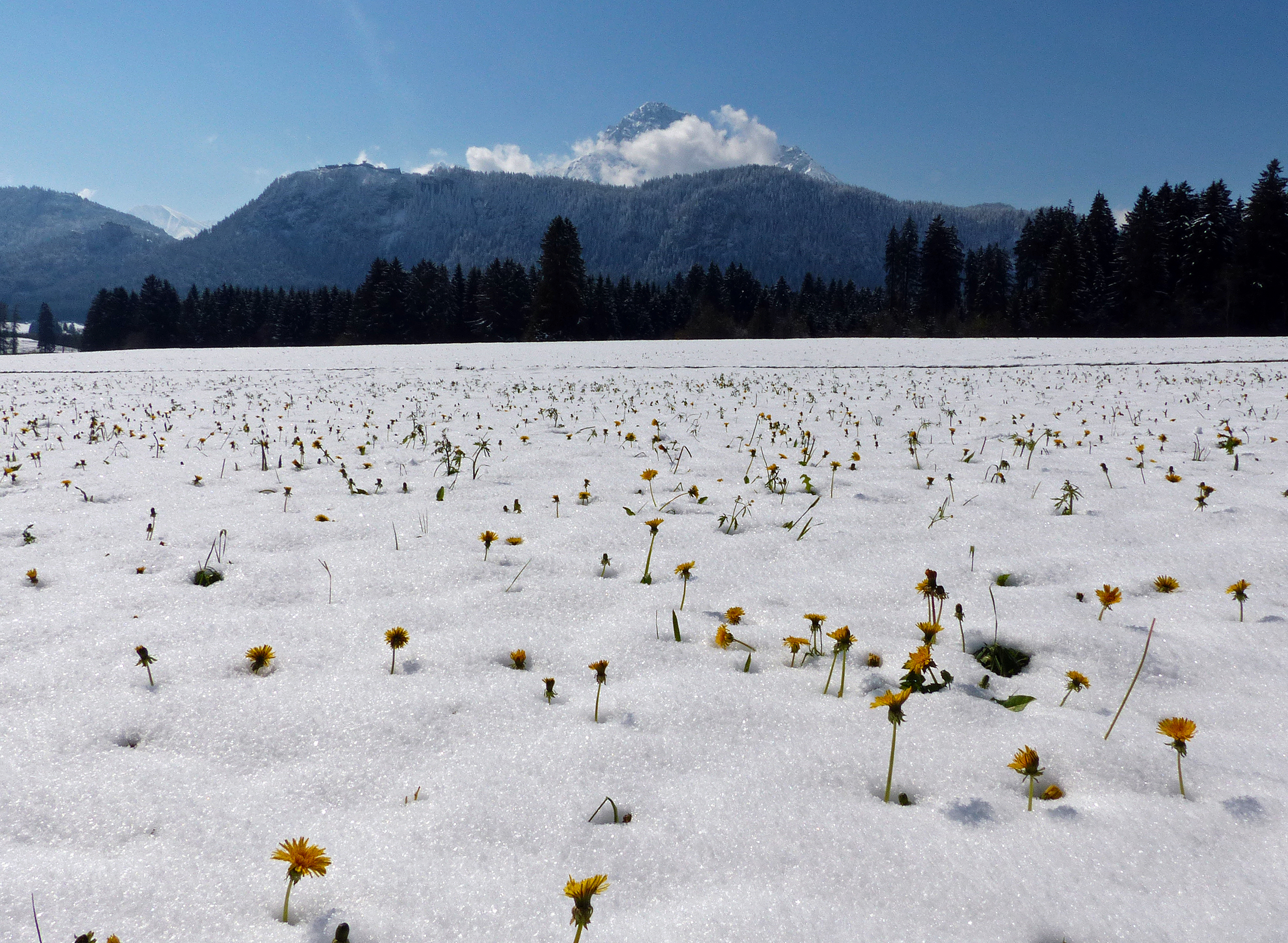 Gewöhnlicher Löwenzahn