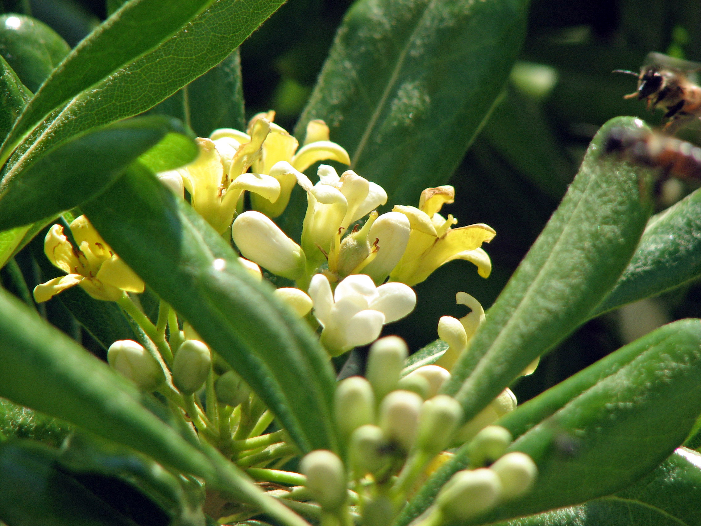 Chinesischer Klebsame