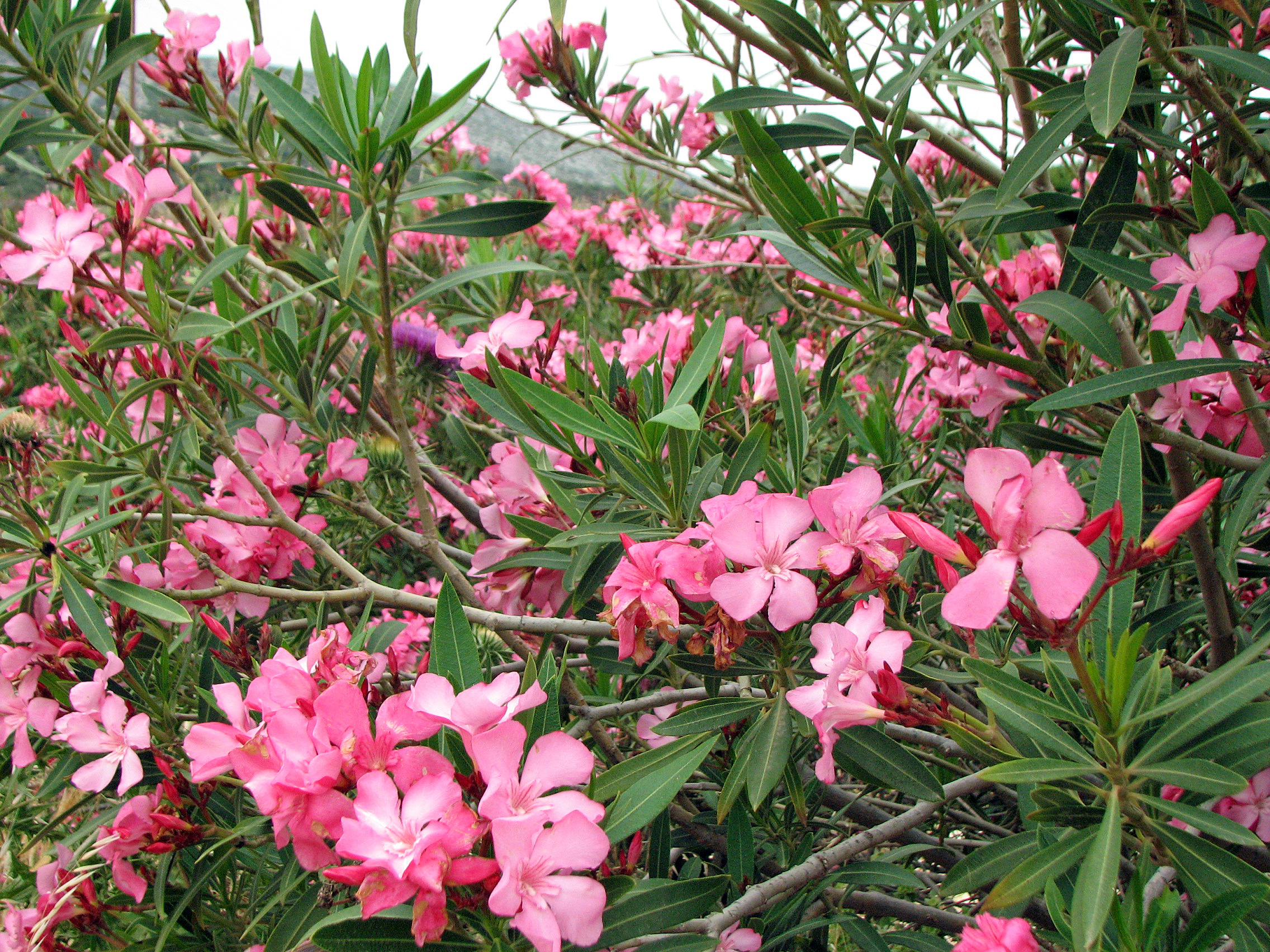 Oleander