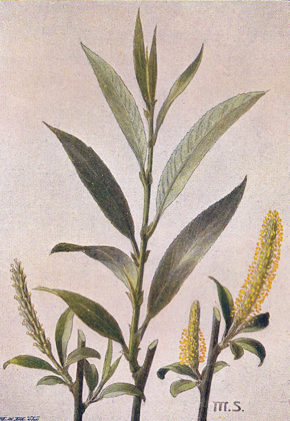 Mandelweide
