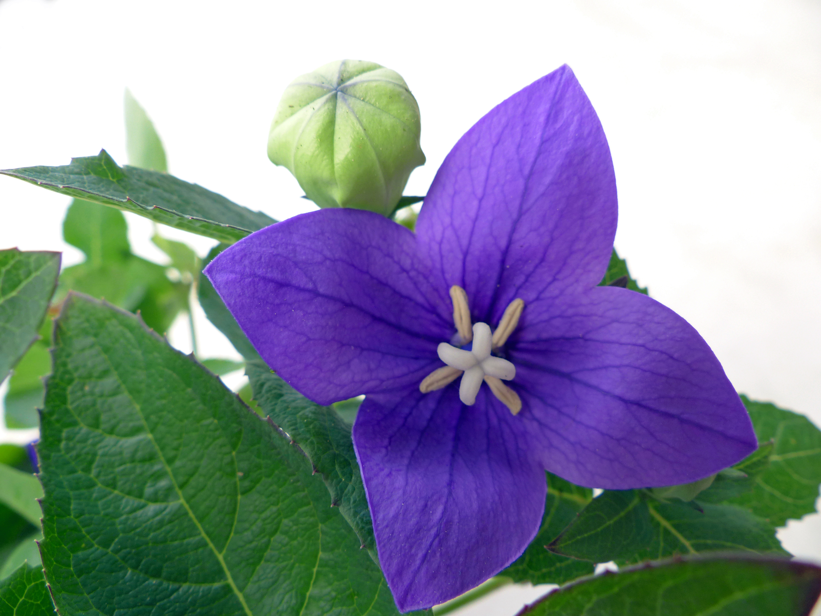 Ballonblume
