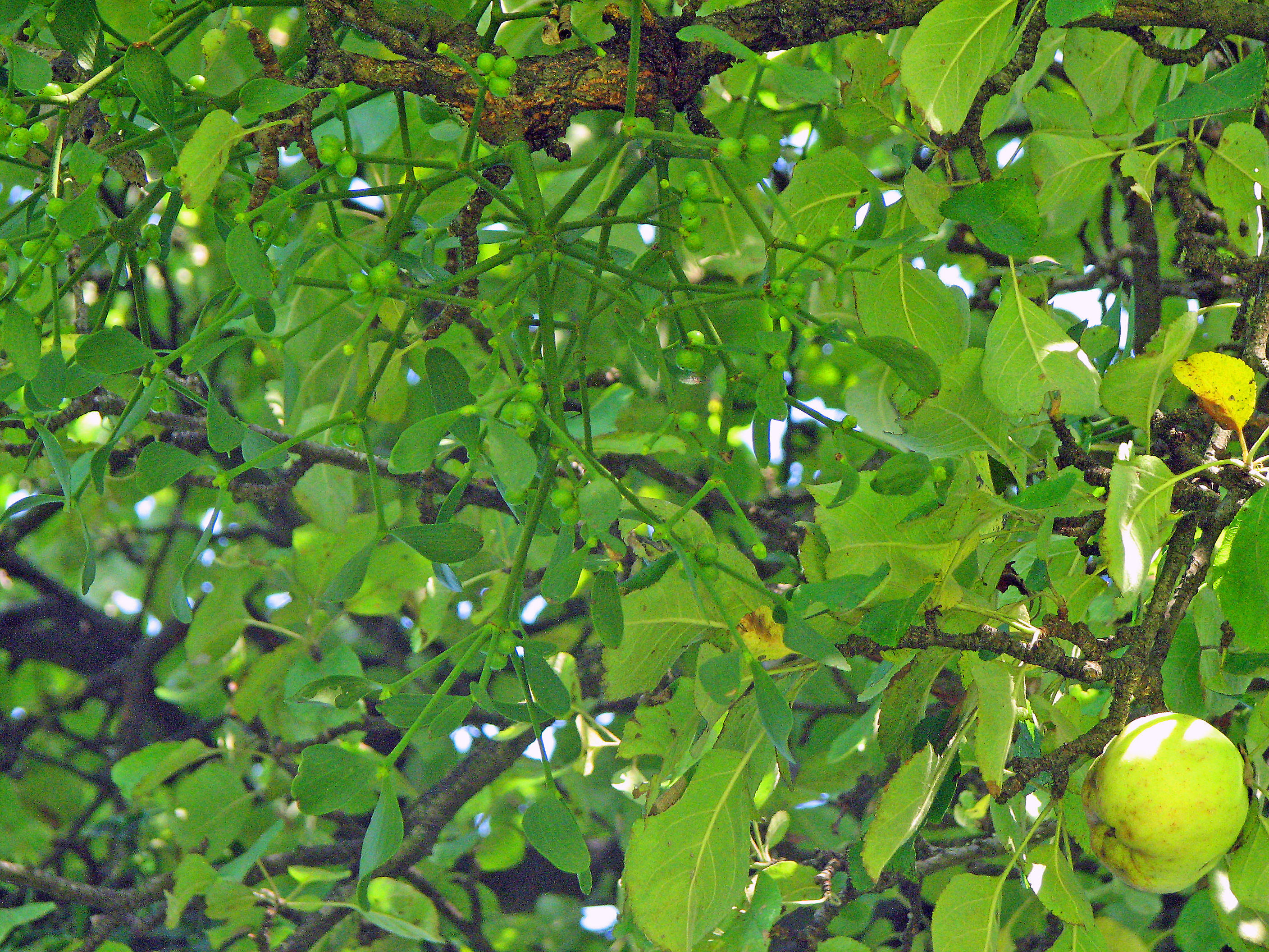 Apfel
