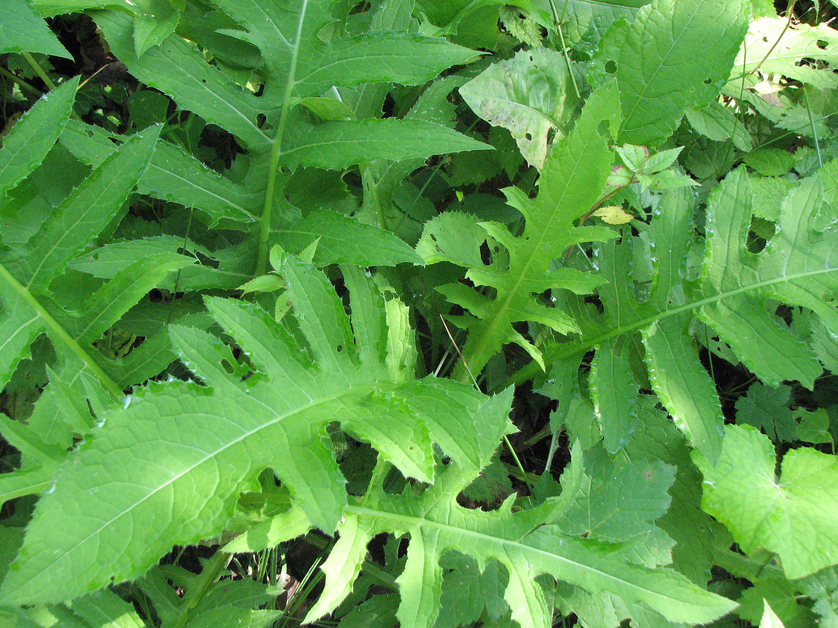 Kohlkratzdistel