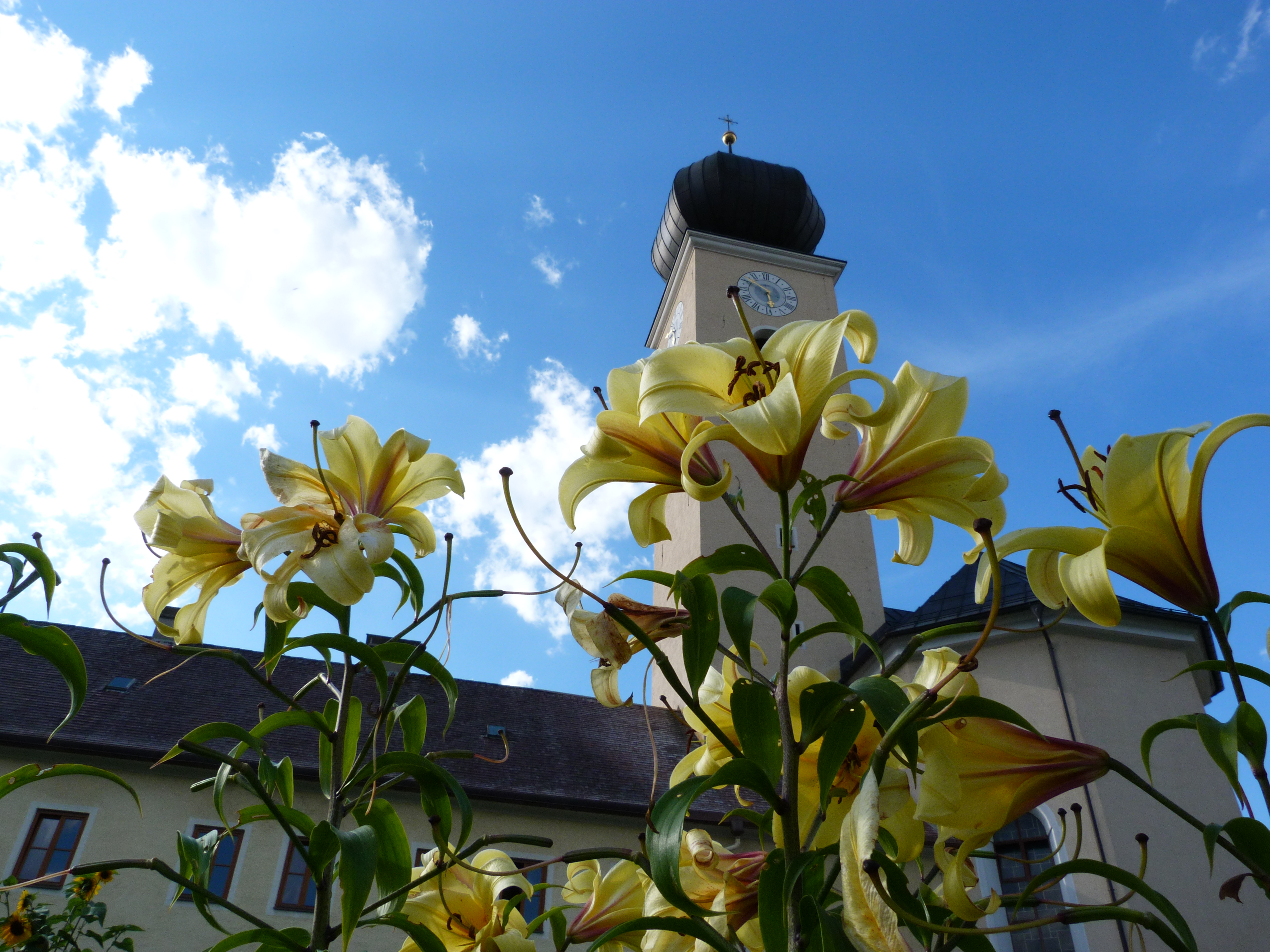 Königslilie