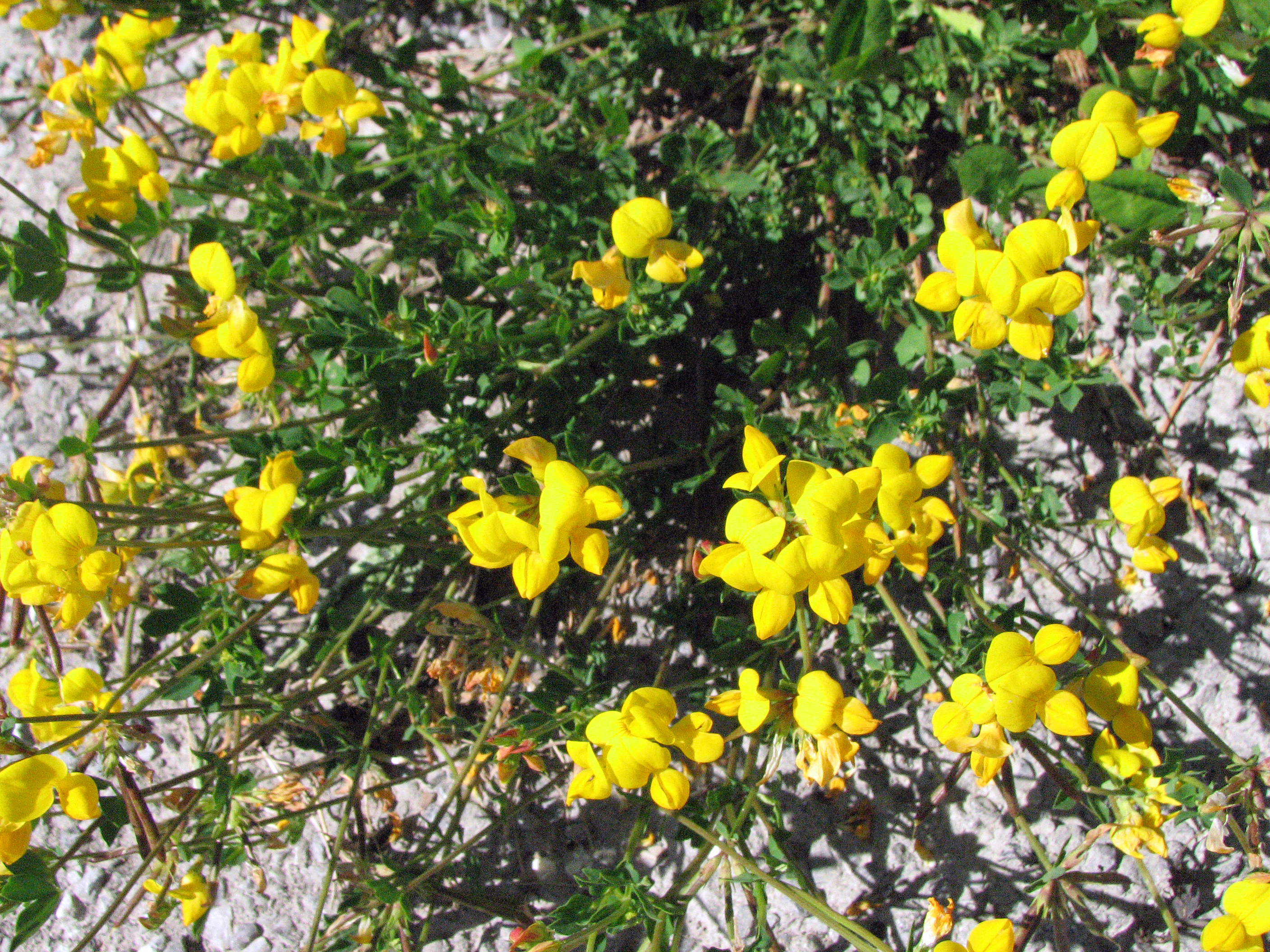 Gewöhnlicher Hornklee