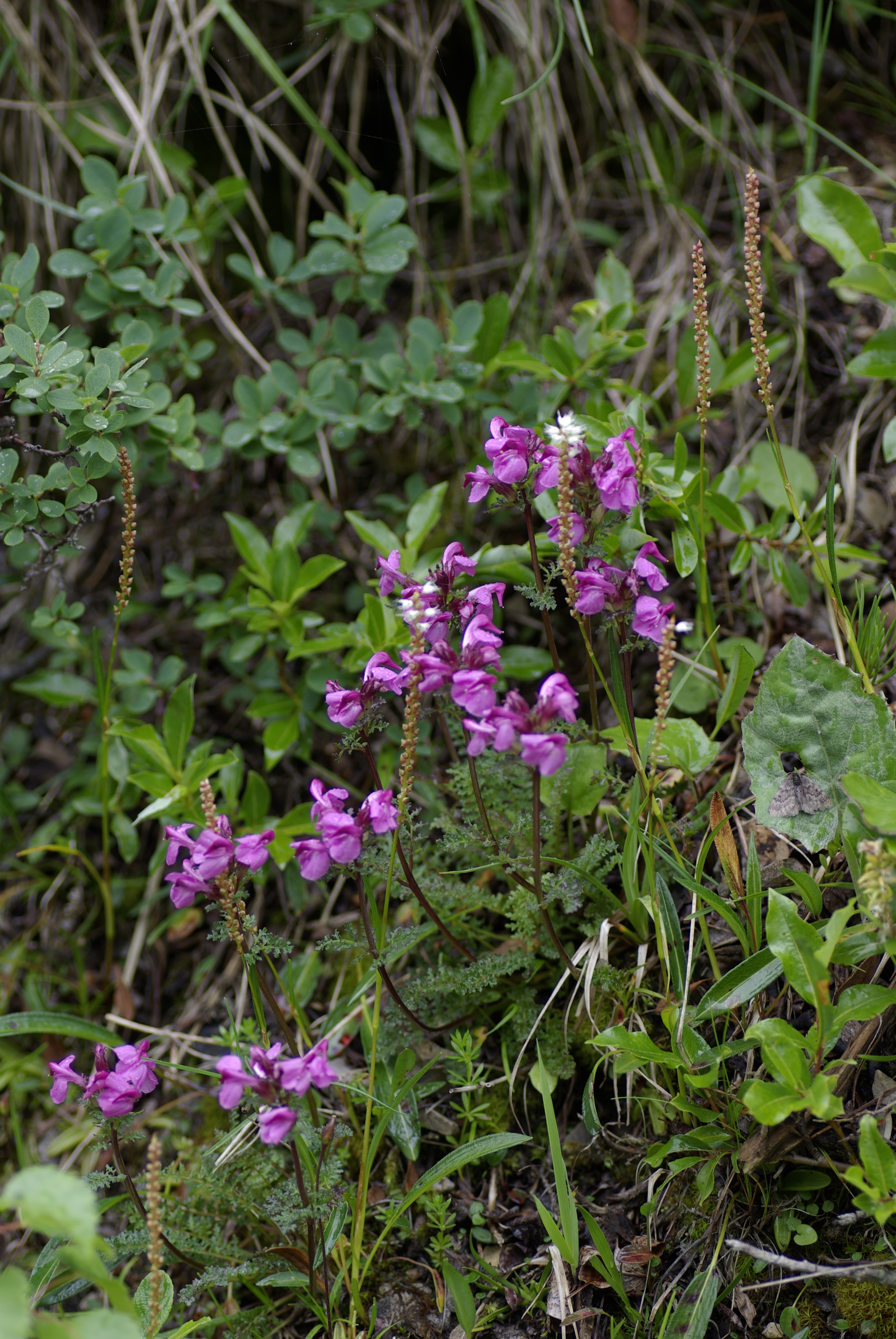 Kopfiges Läusekraut