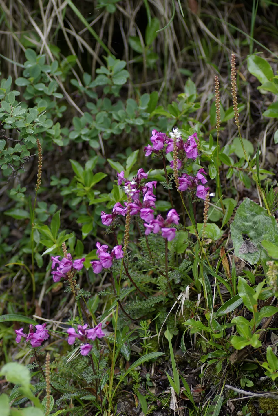 Kopfiges Läusekraut