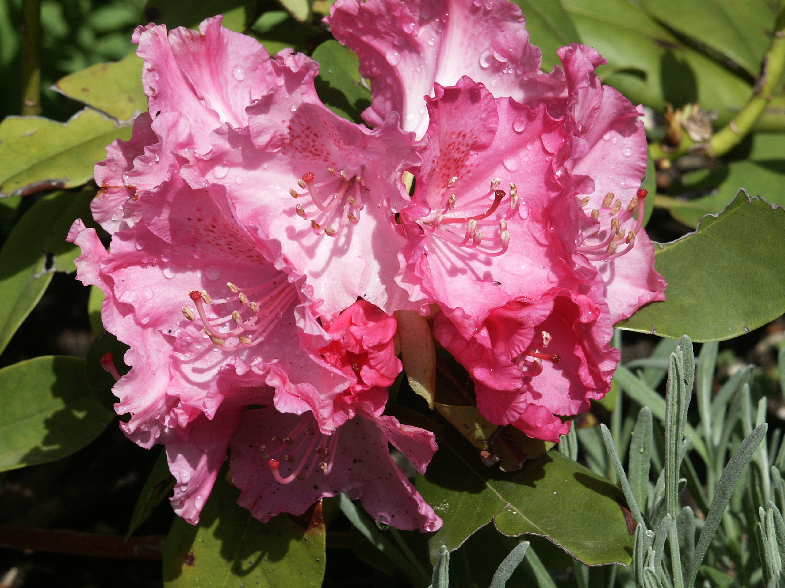 Rhododendron