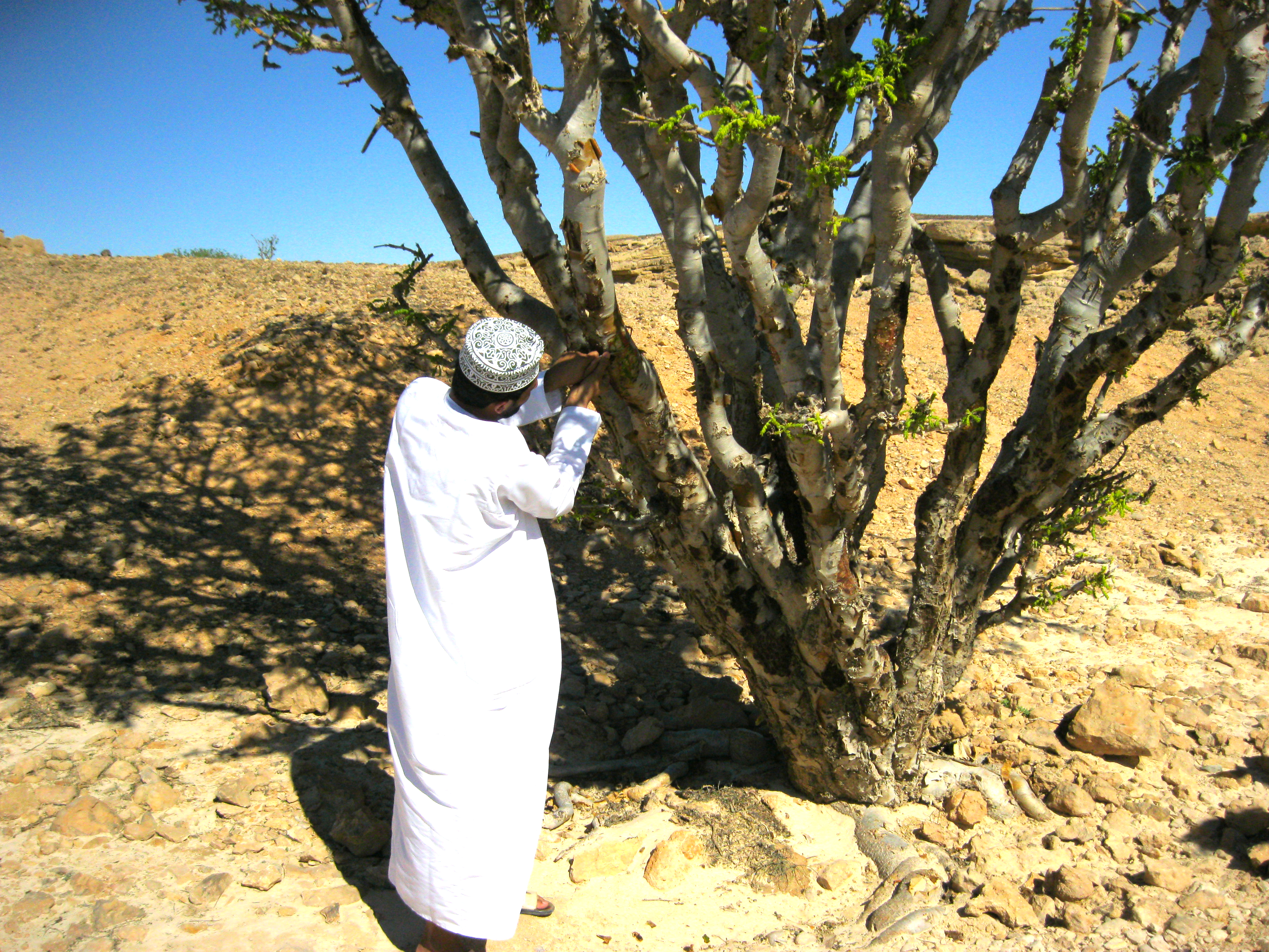 Weihrauchbäume und Weihrauch