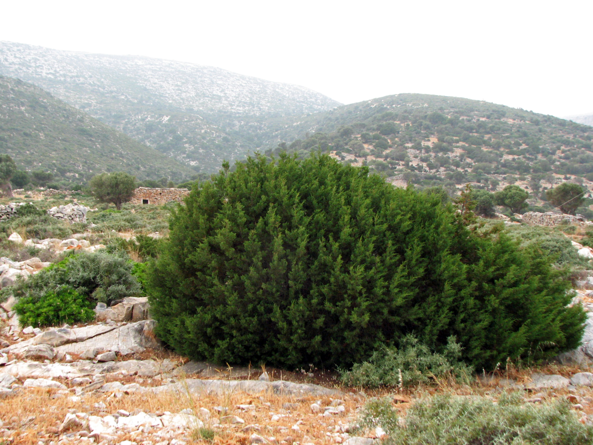 Phönizischer Wacholder