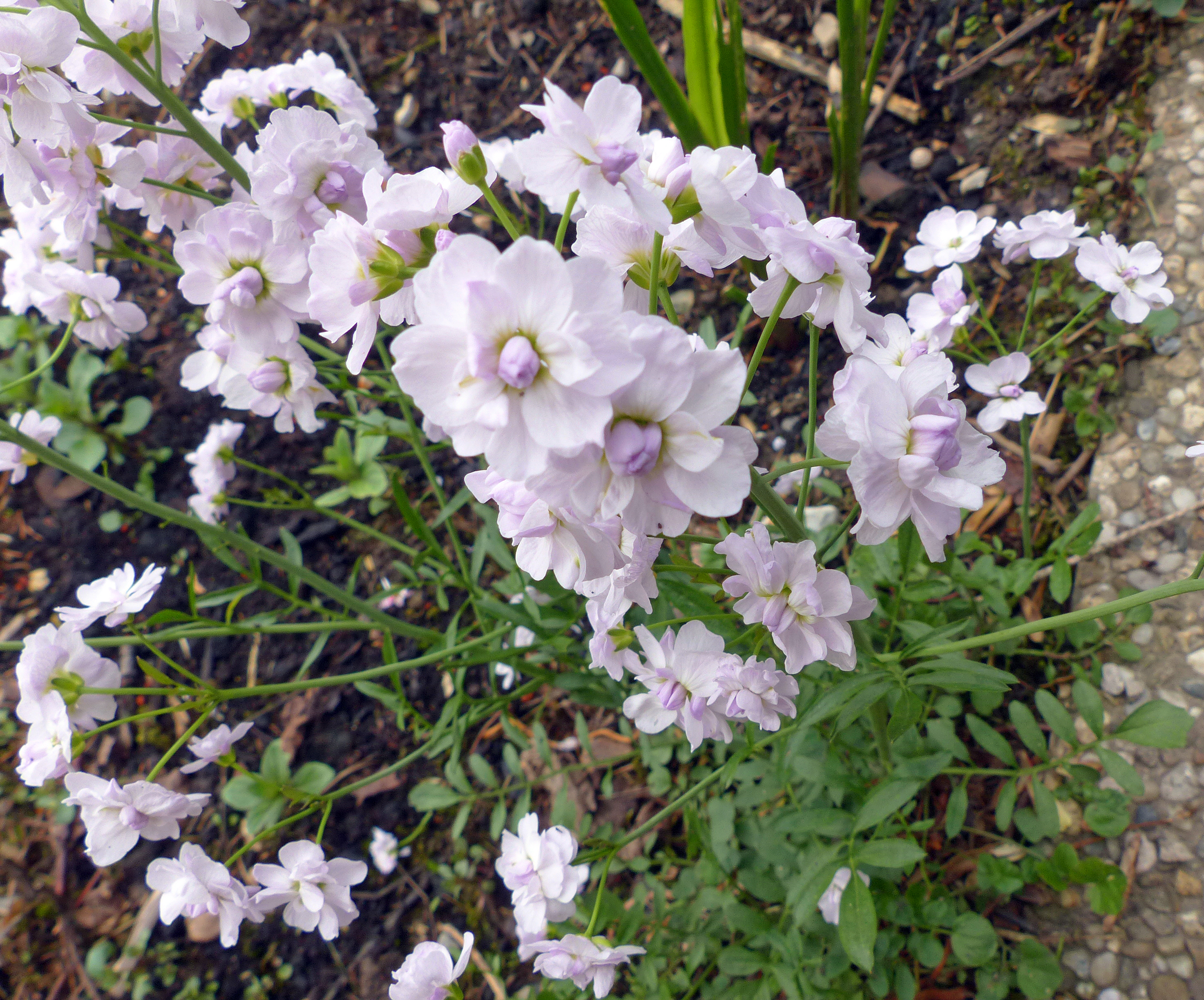 Wiesenschaumkraut