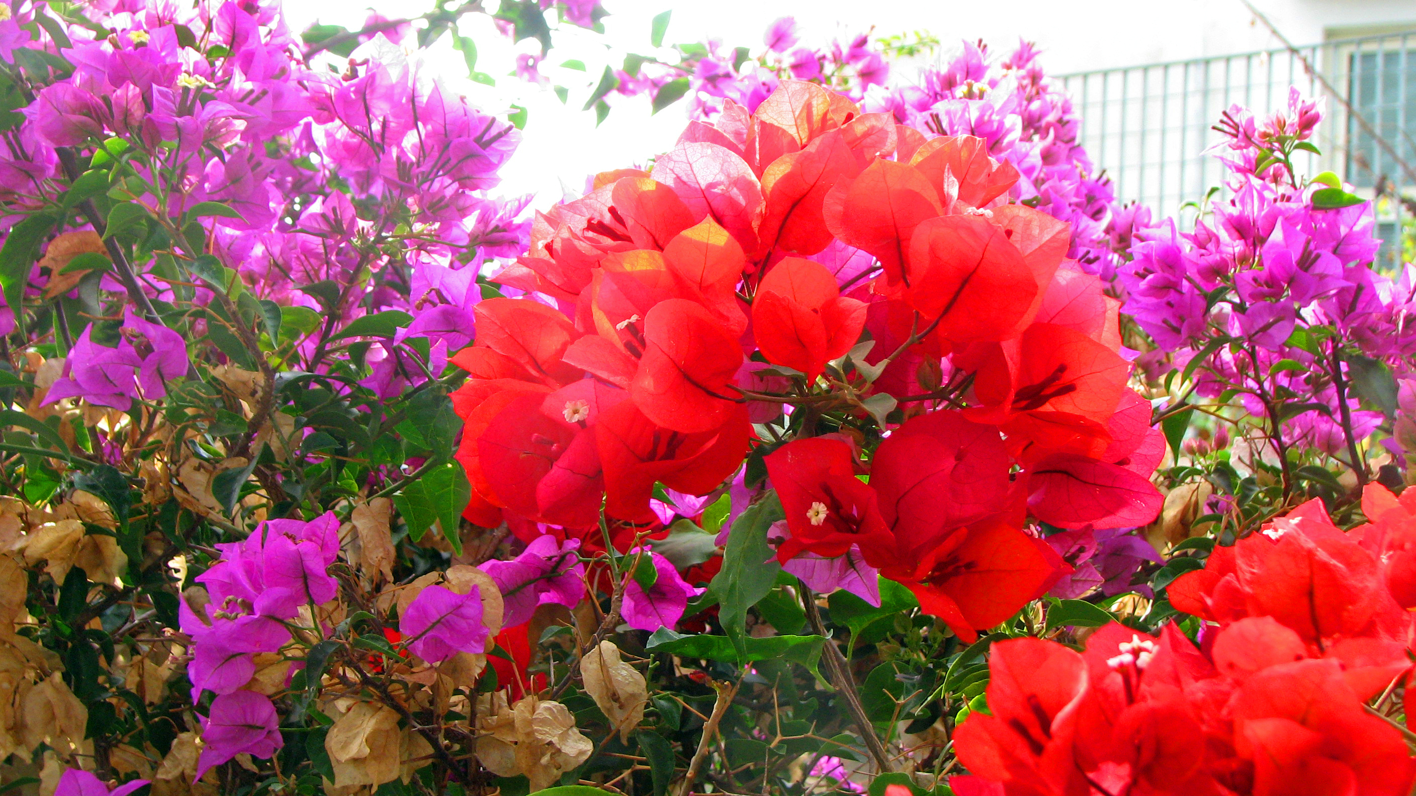 Bougainvillea
