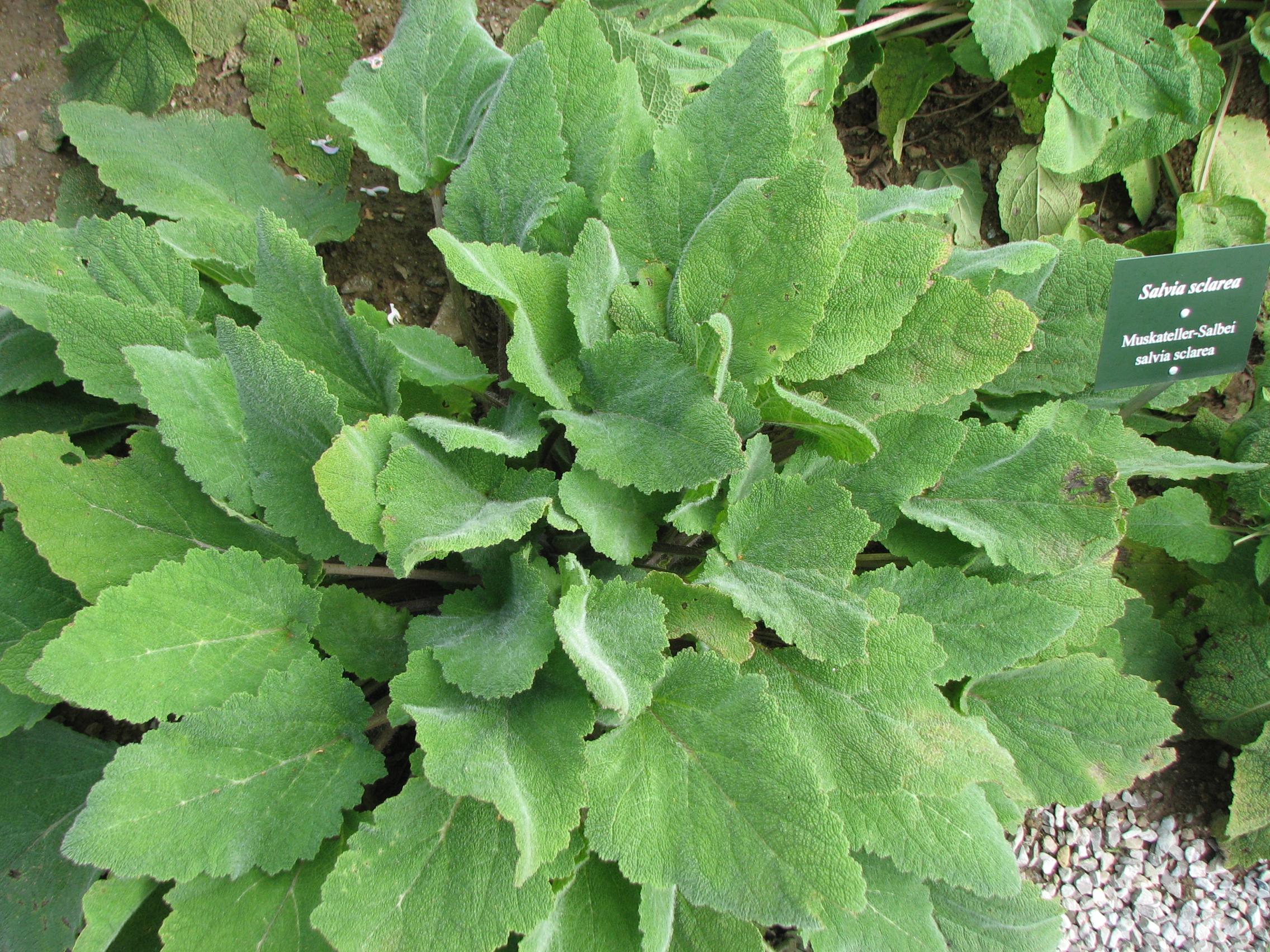 Muskatellersalbei