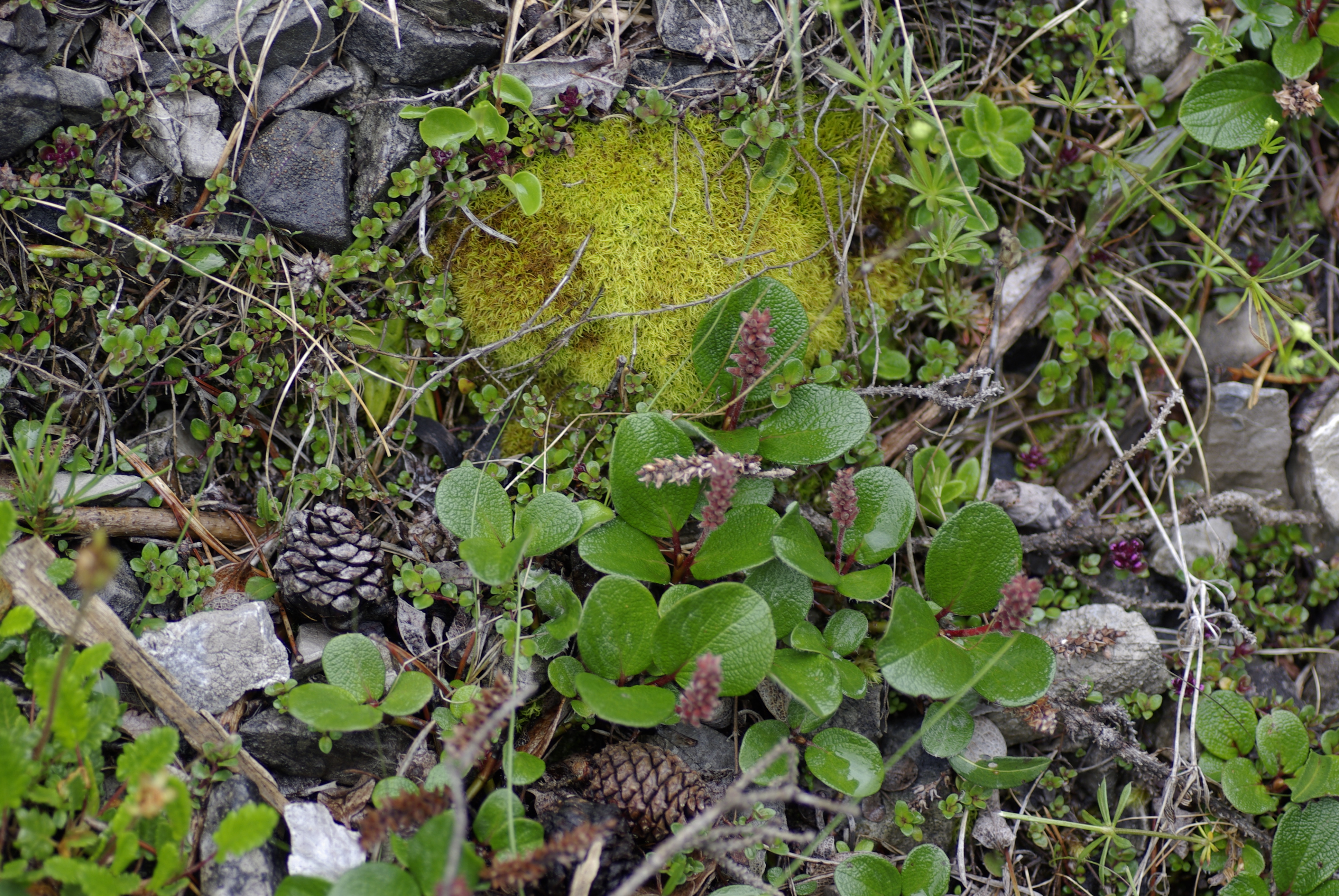 Netzblättrige Kriechweide