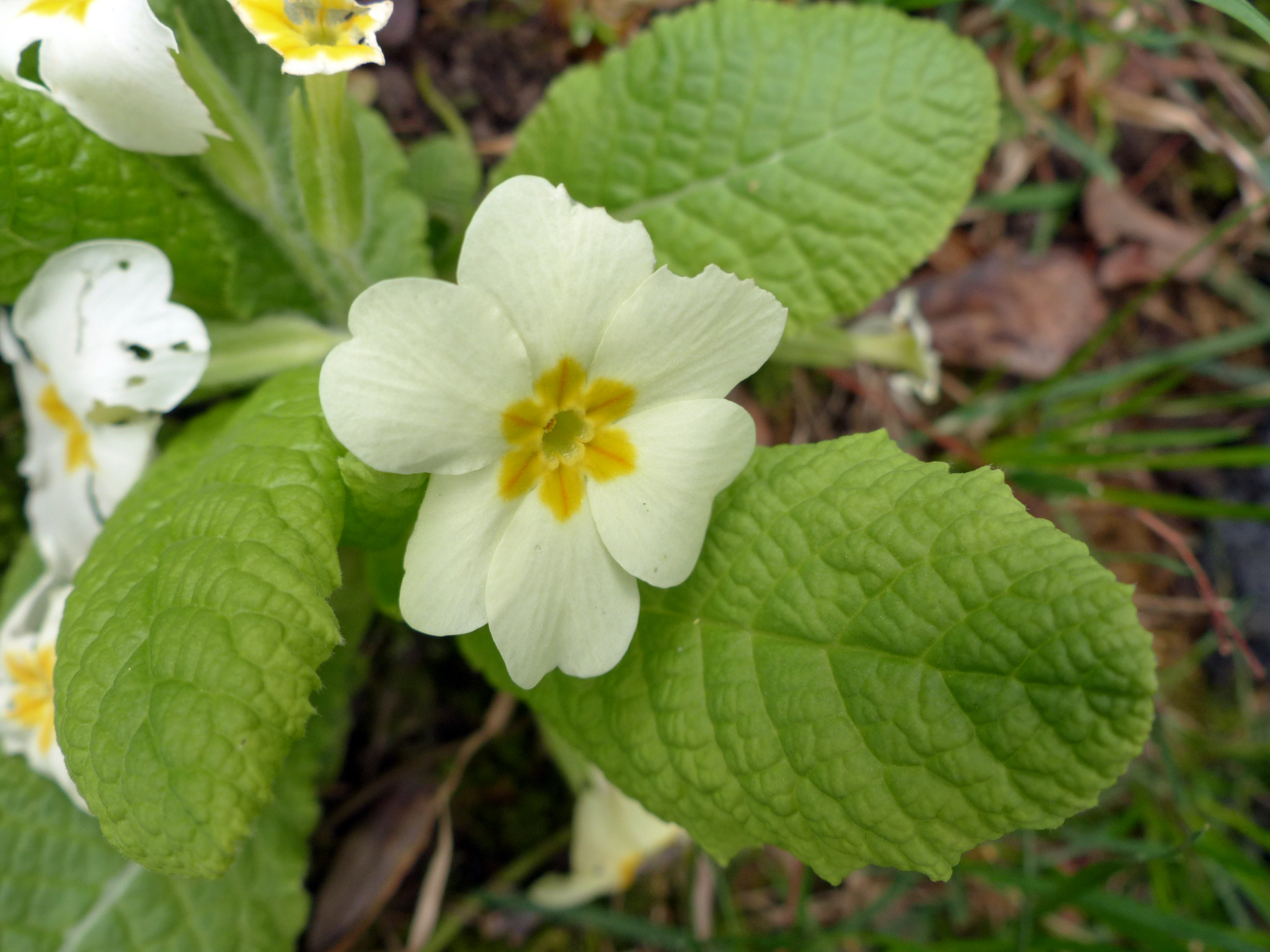 Stängellose Schlüsselblume