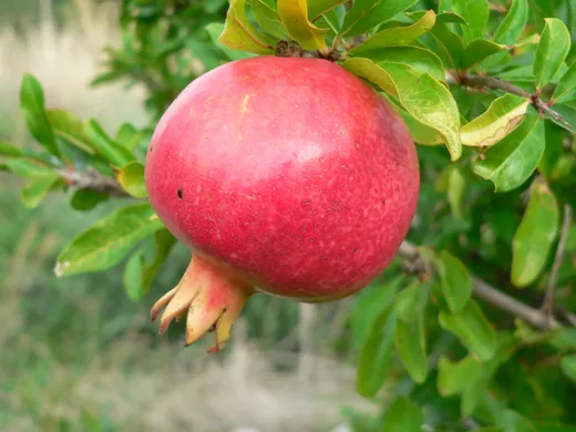 Granatapfel öffnen