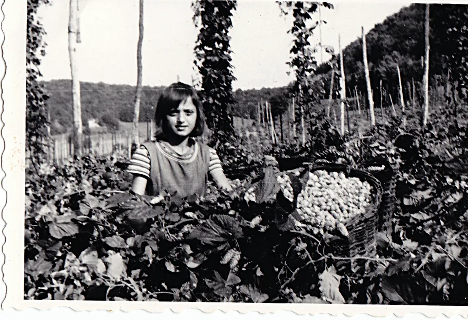 Verwendung von Hopfen
