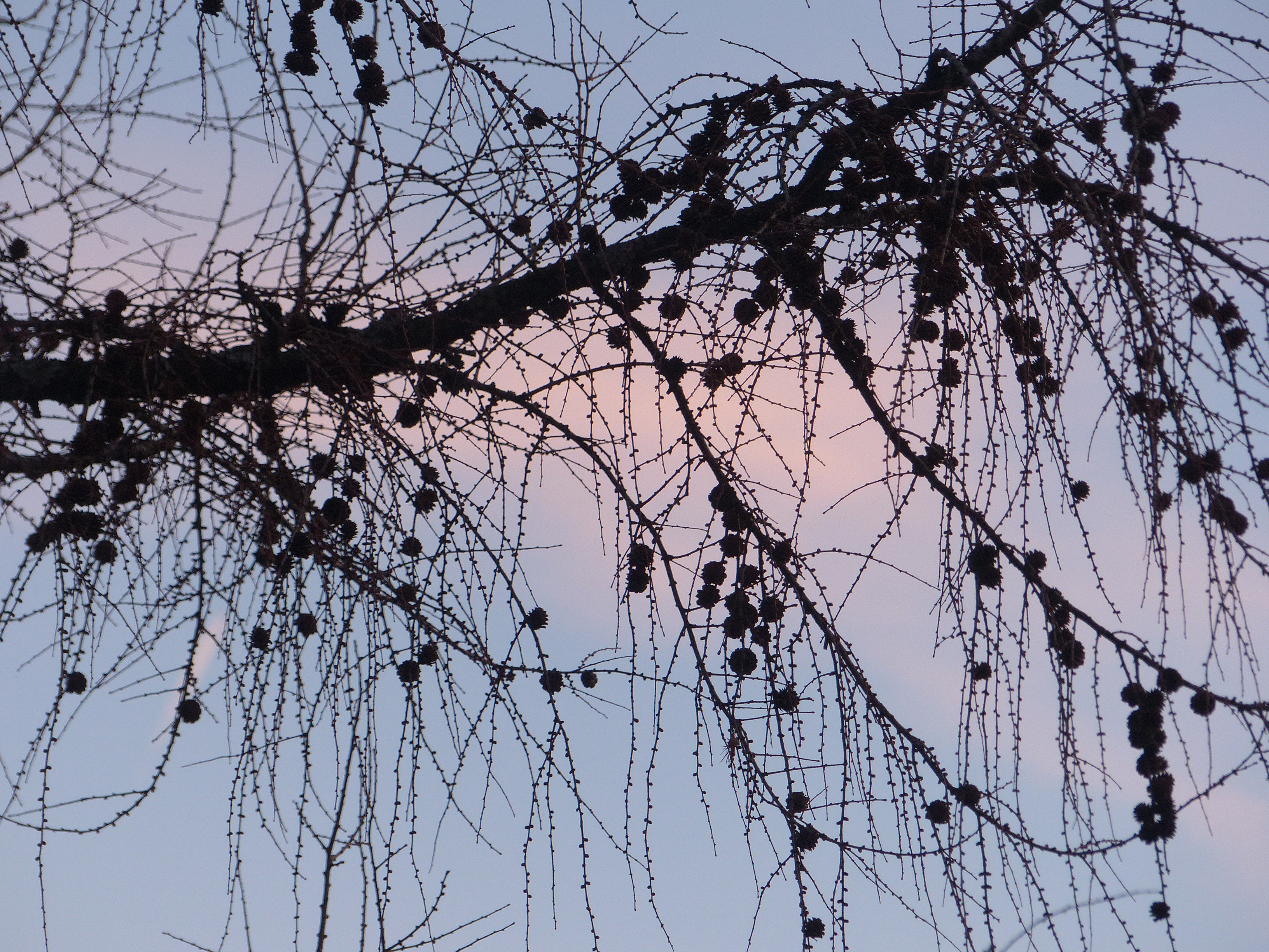 Europäische Lärche