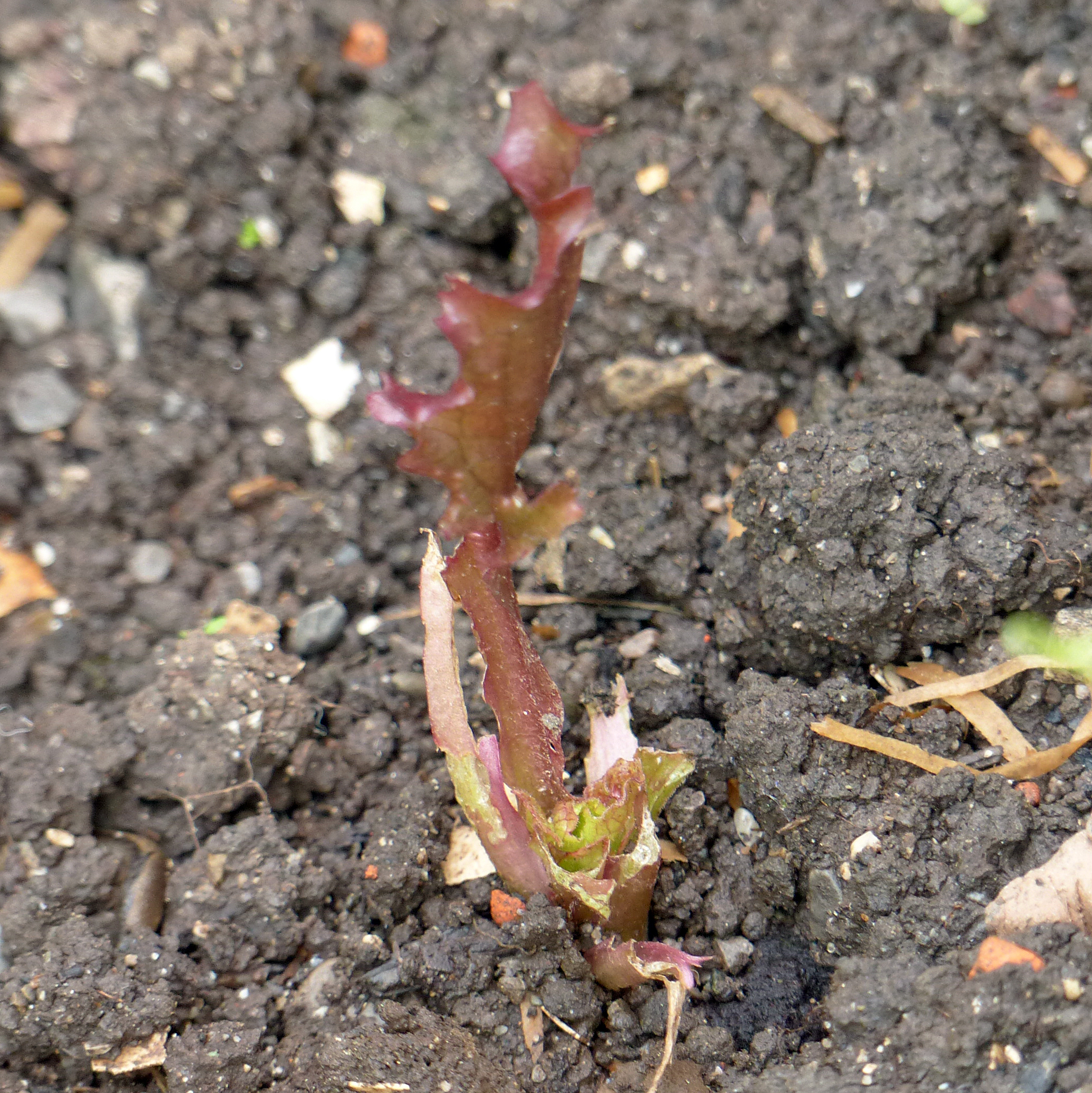 <p>Bei <em>Schnecken-Übervölkerung</em> werden auch schneckenresistente Pflanzen nicht verschmäht. Dieses grobschollige Beet bietet den Übeltätern noch dazu gute Verstecke!</p>