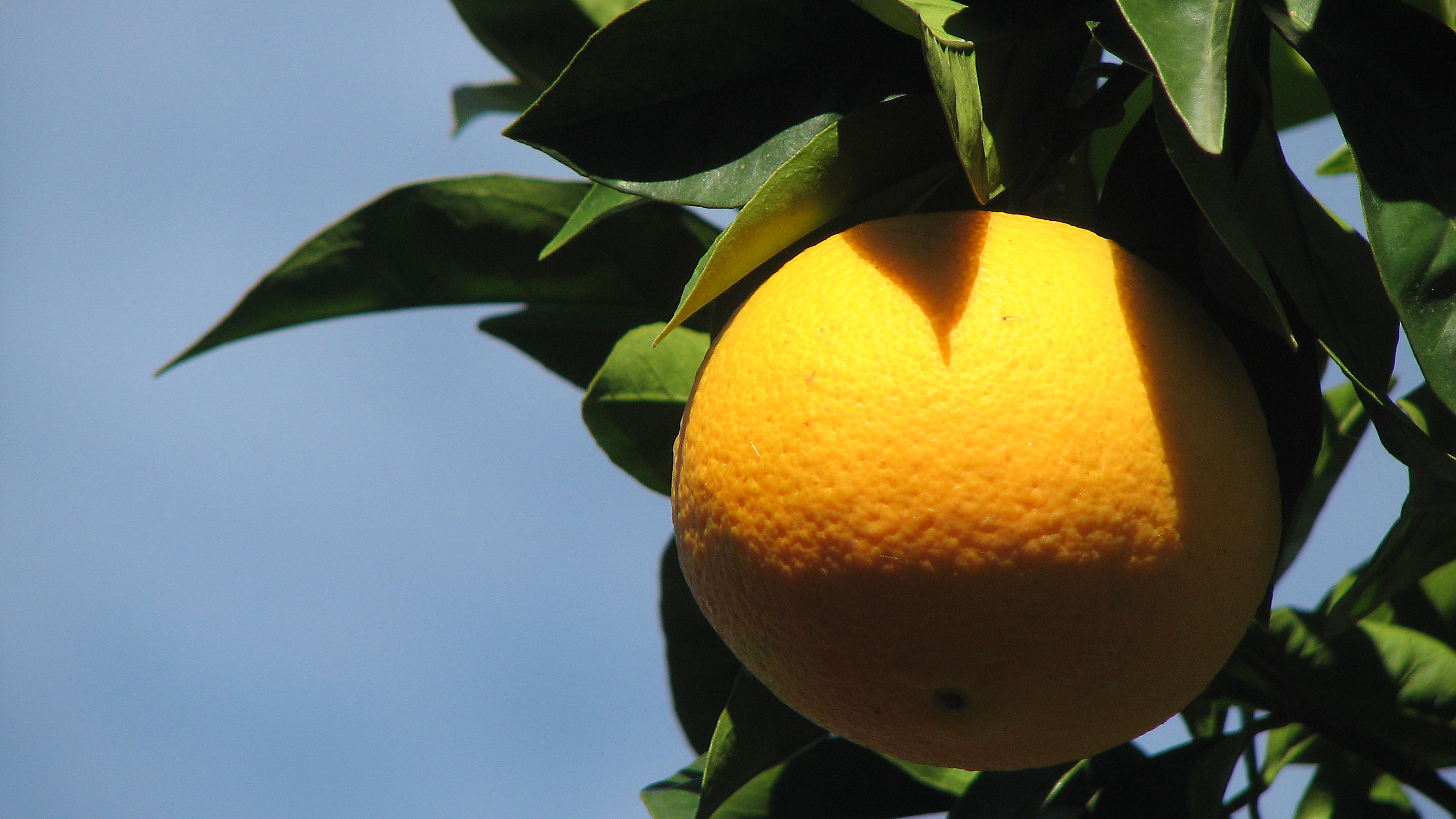 Orangenbaum