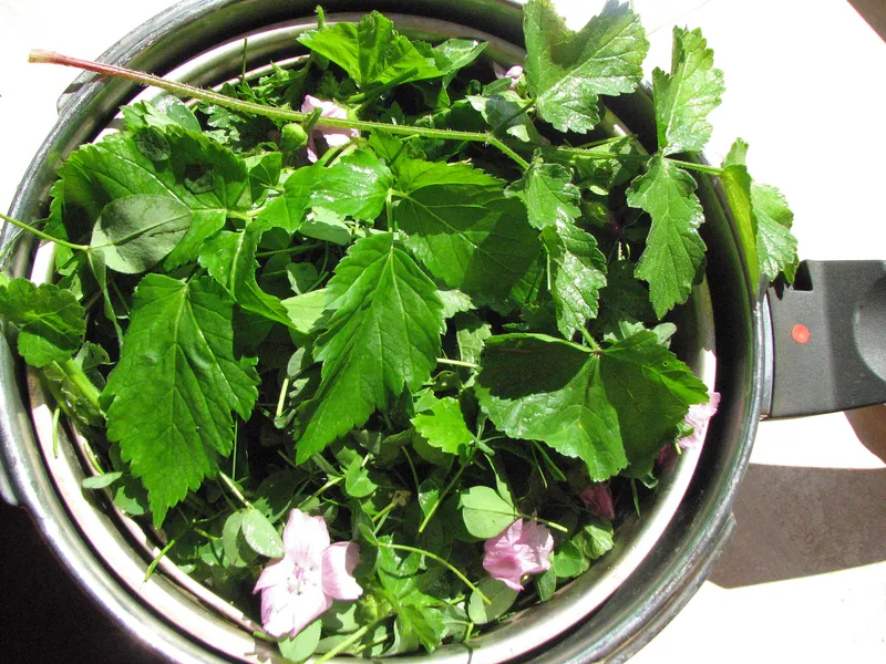 Sammeln von Wildpflanzen: Darf man das überhaupt?