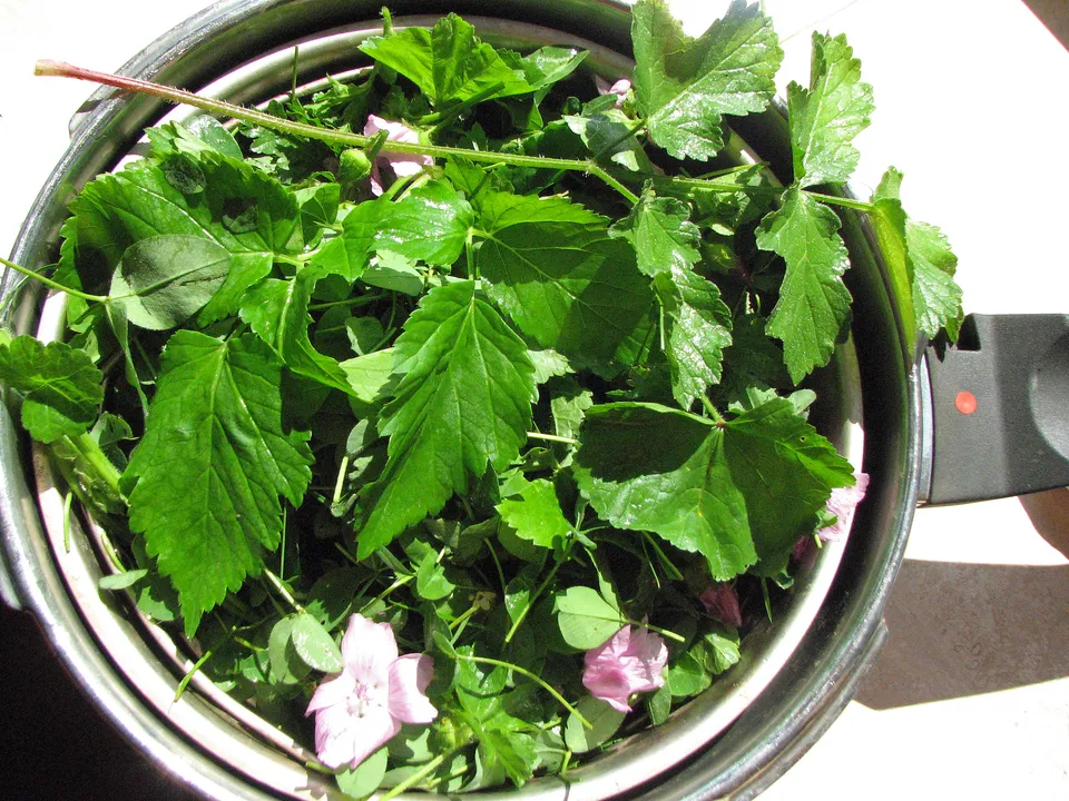 Sammeln von Wildpflanzen: Darf man das überhaupt?