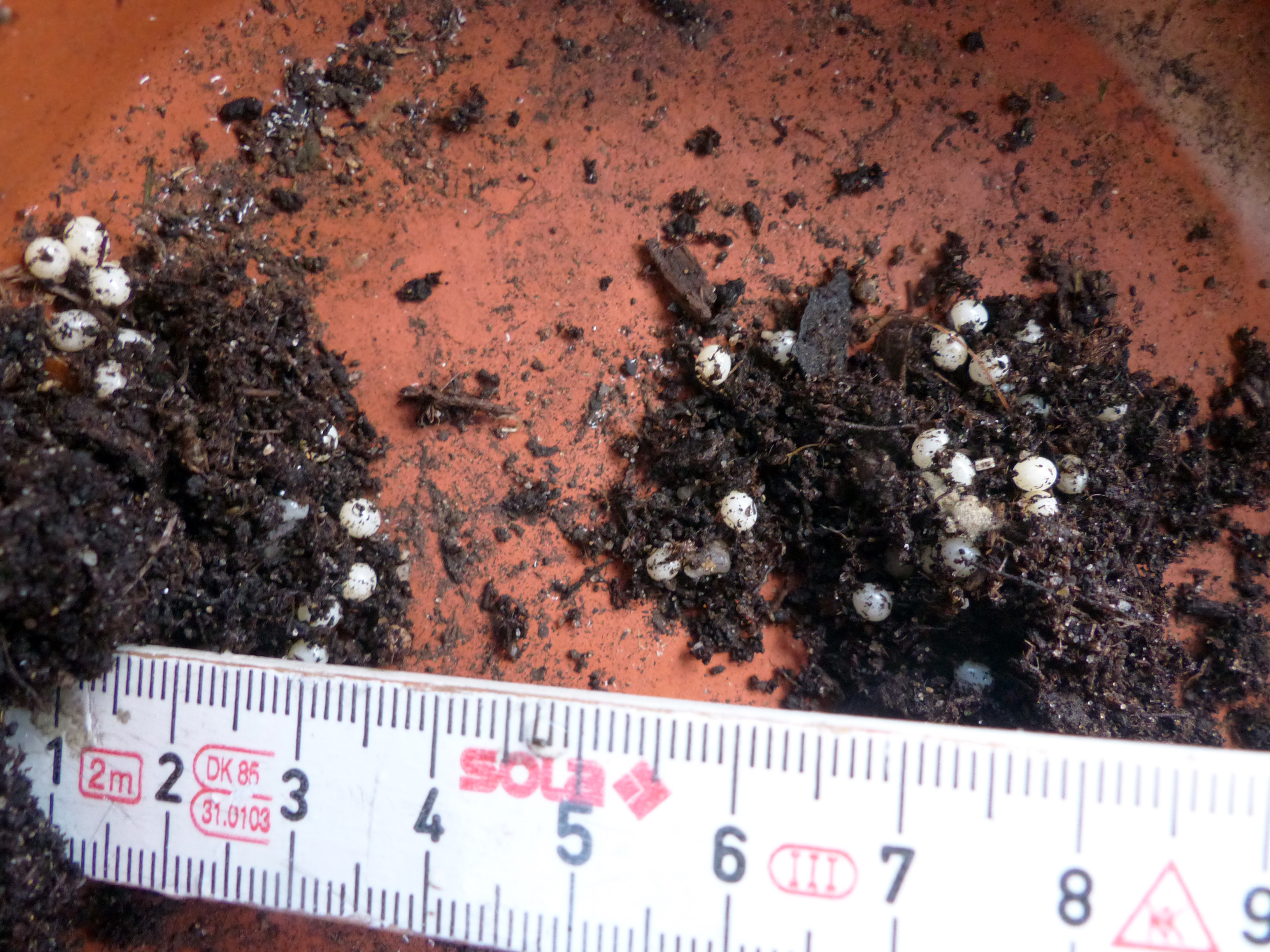 <p><em>Schneckeneier</em>, die an das Tageslicht befördert werden, sterben ab.</p>