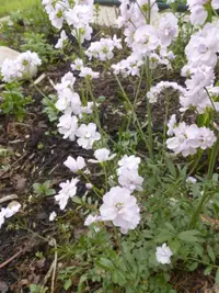 Wiesenschaumkraut