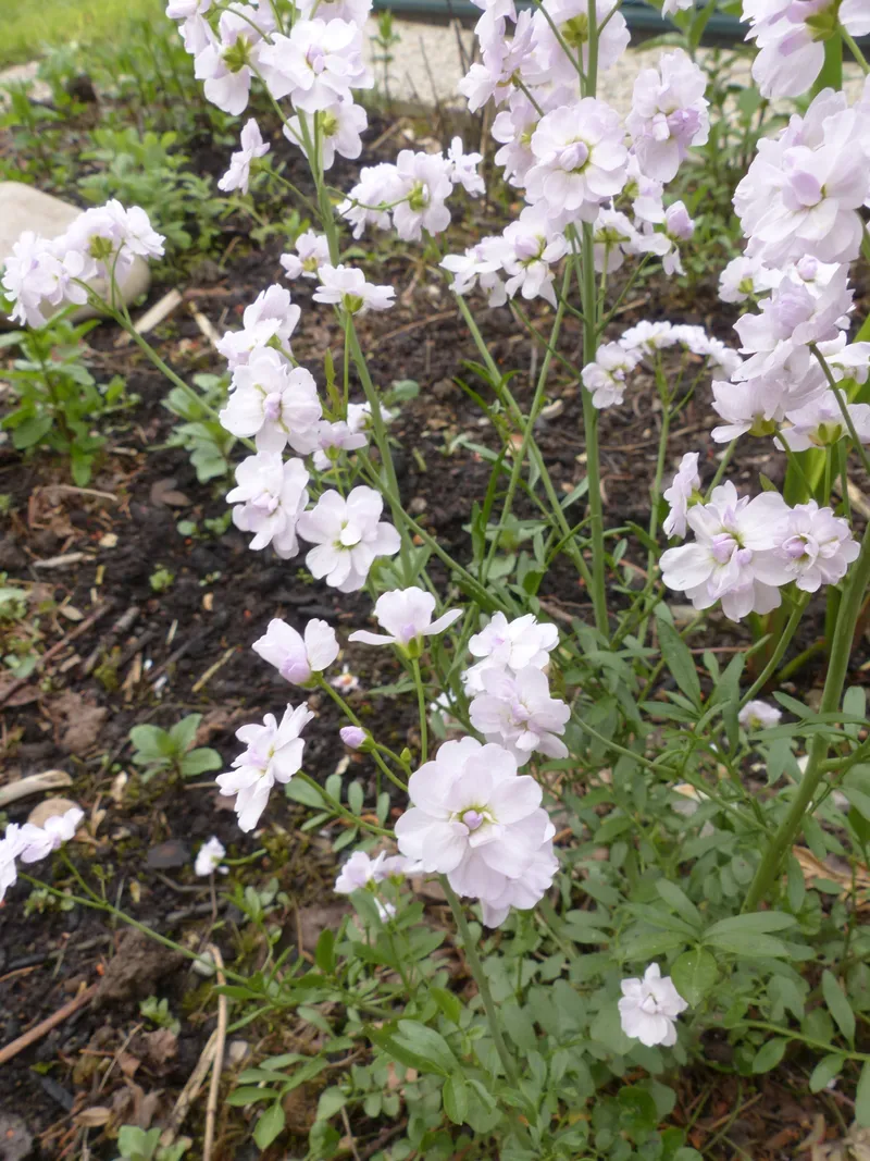 Wiesenschaumkraut