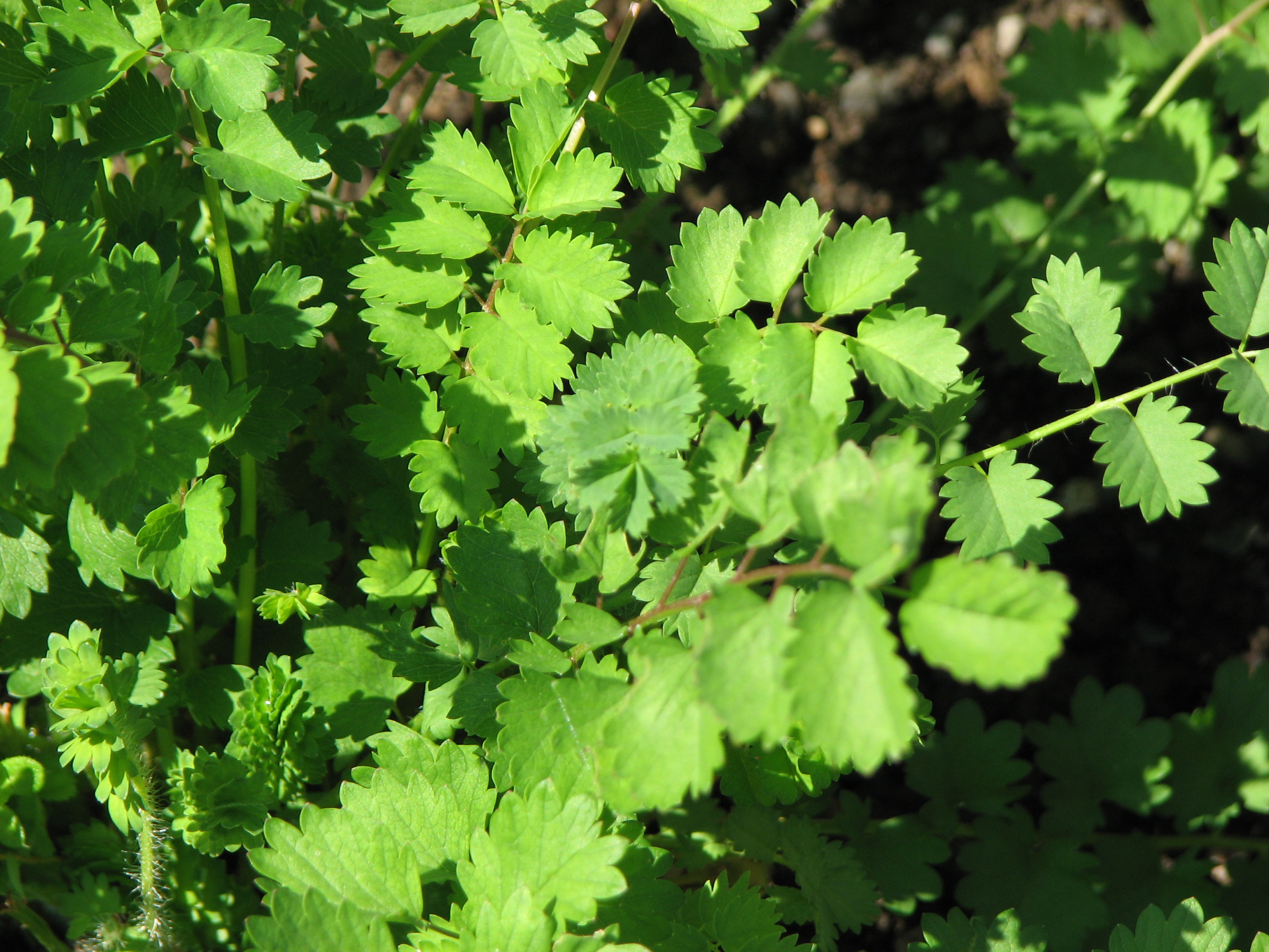 Kleiner Wiesenknopf