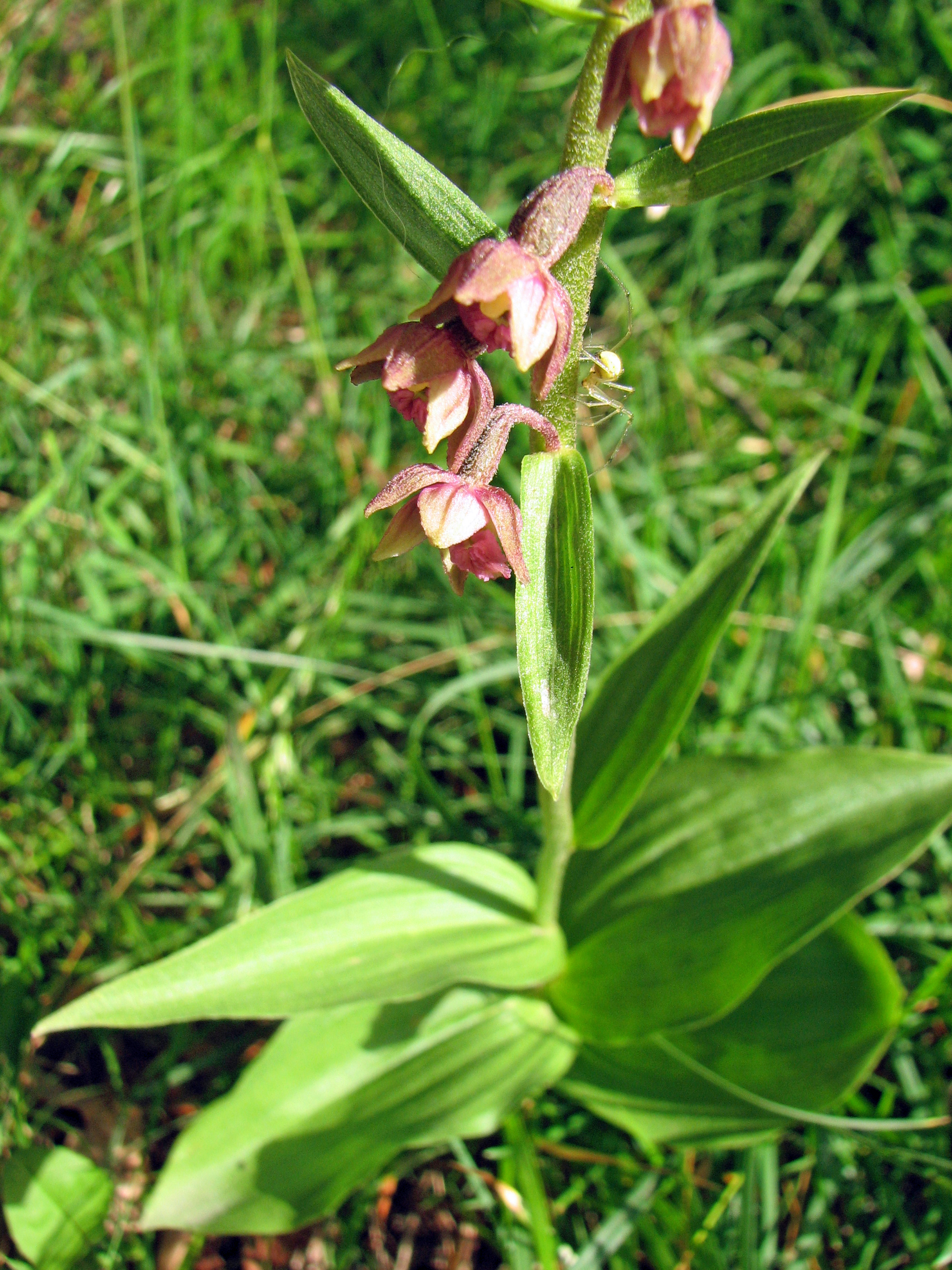 Braunrote Stendelwurz