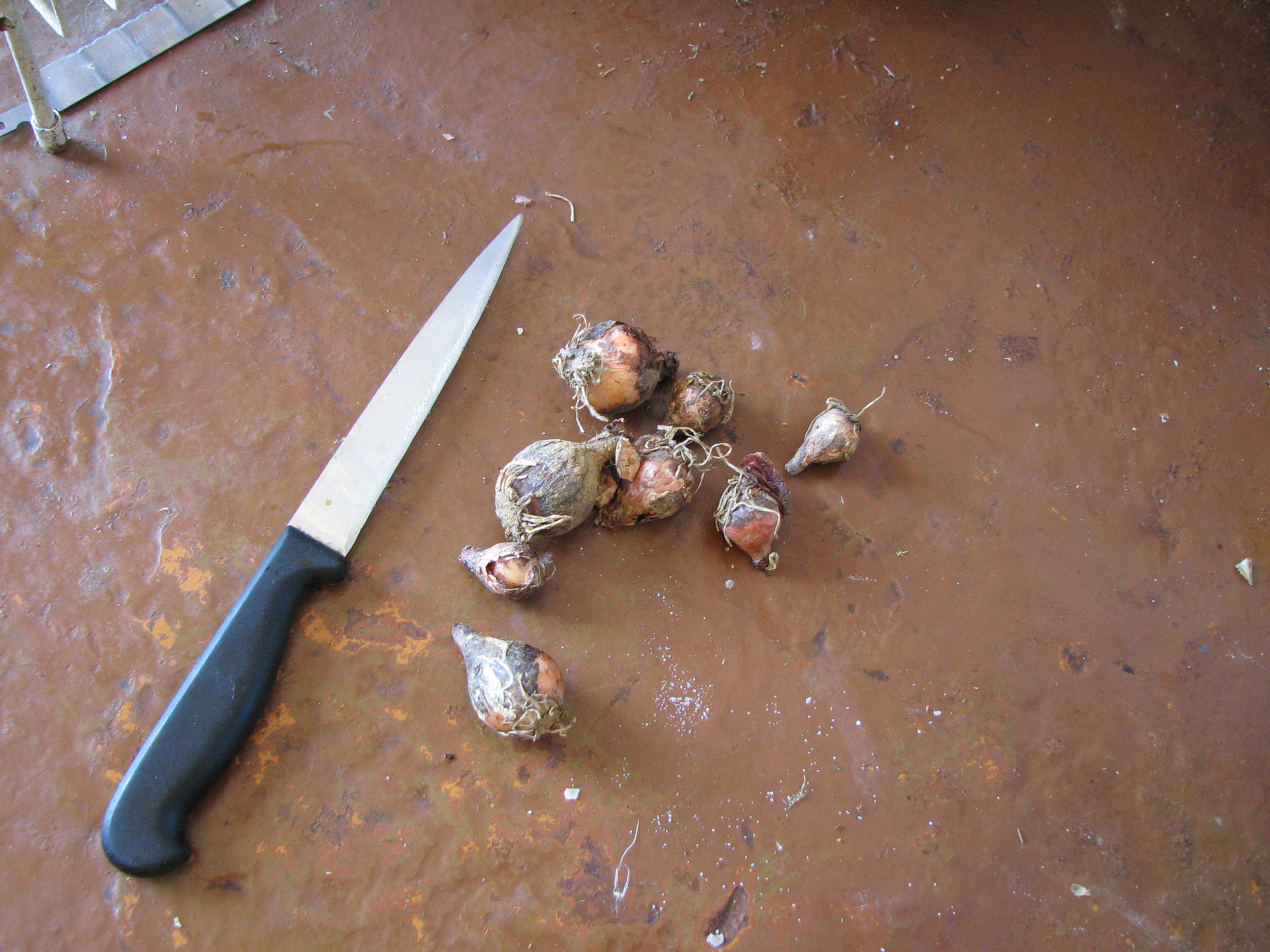 Schopfige Traubenhyazinthe