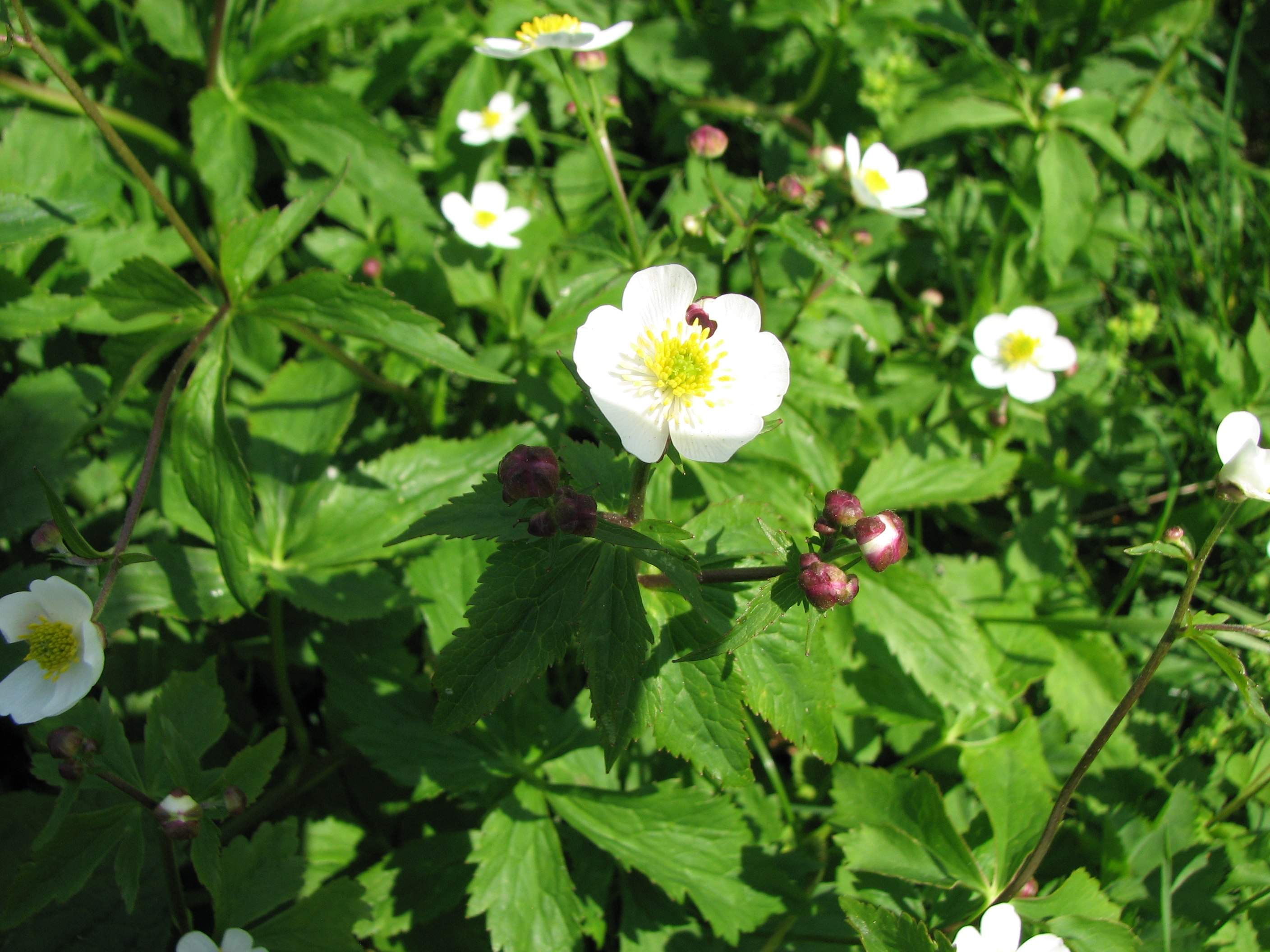 Eisenhutblättriger Hahnenfuß