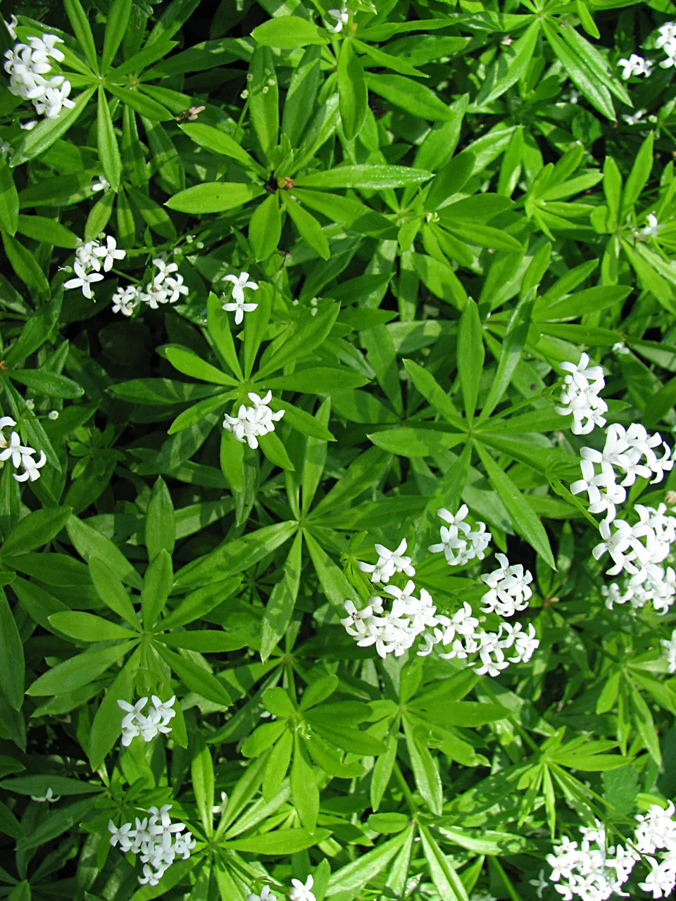 Kelten - Pflanzen in Mythen der Eisenzeit