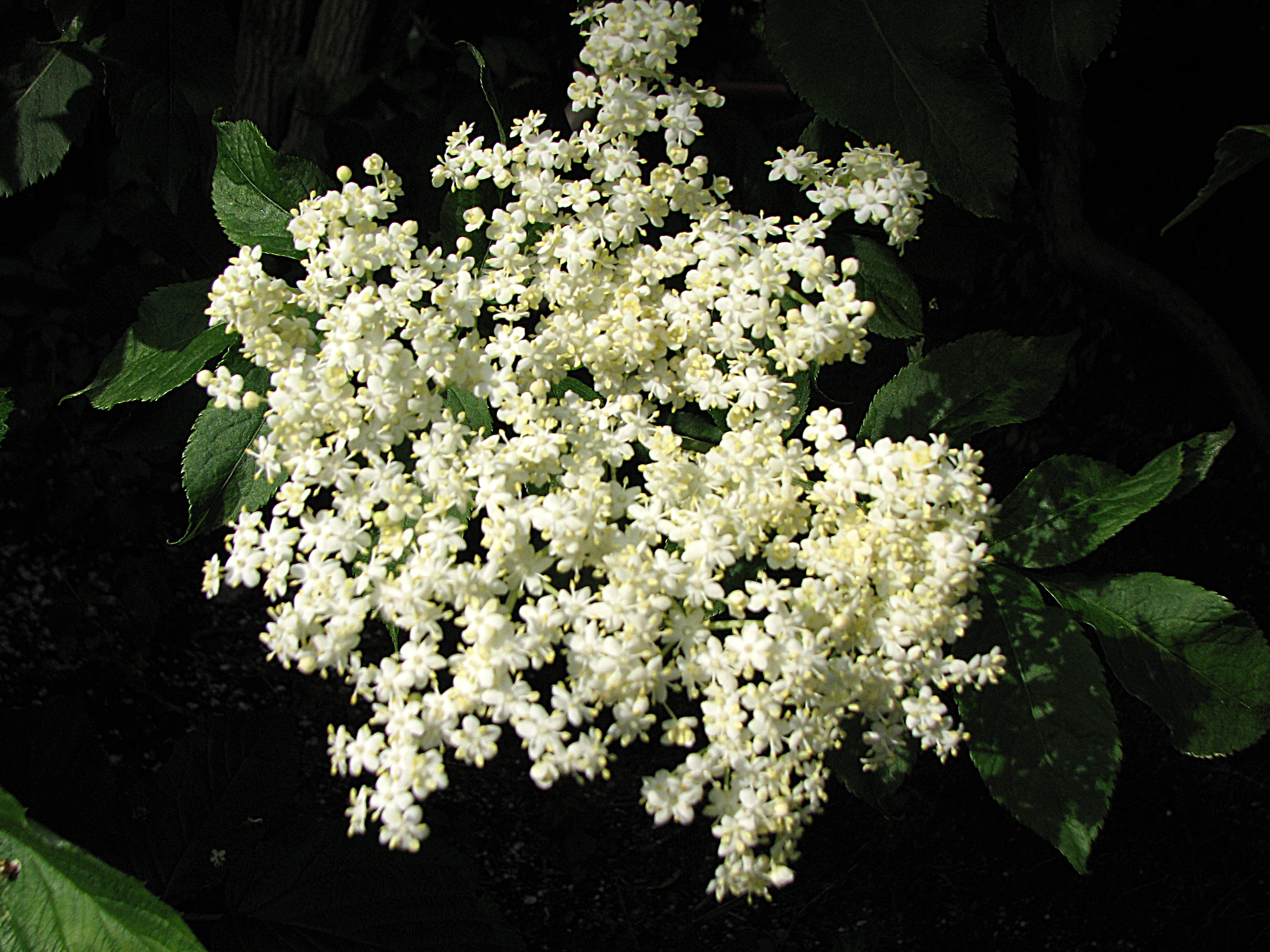 Brot mit Holunderblüten